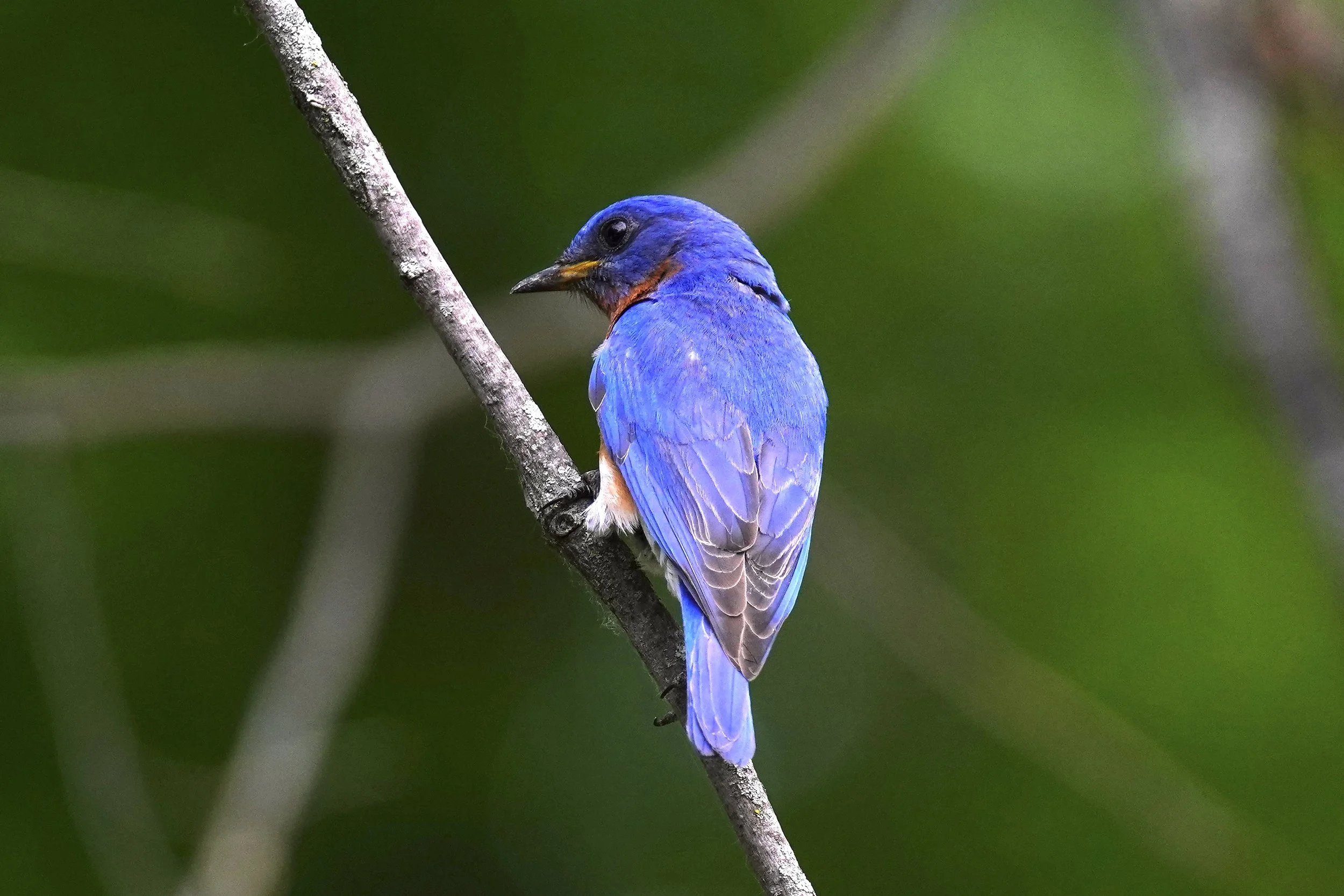 Eastern Bluebird 3; Dodgeville, WI