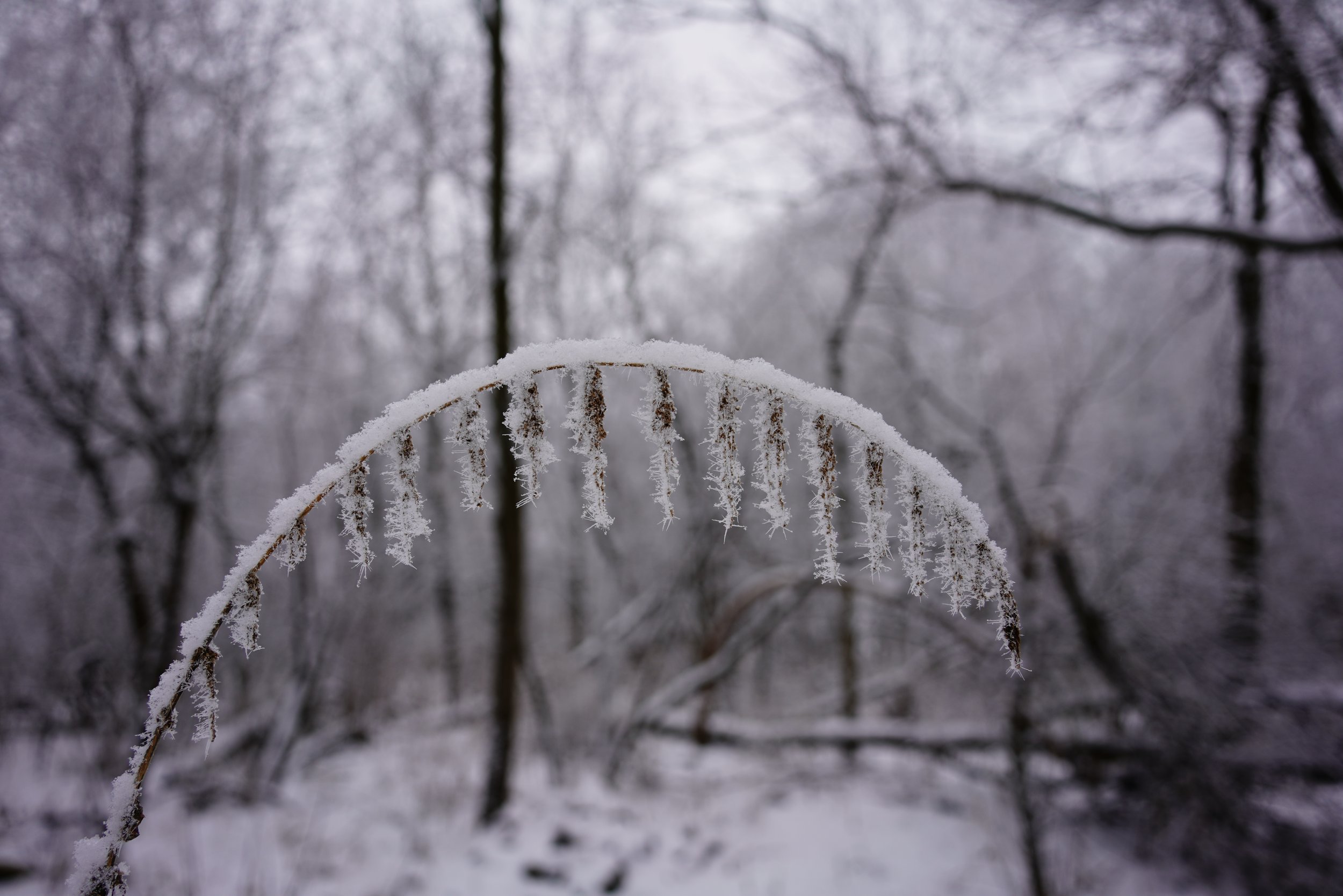 Morning Freeze; Dodgeville, WI