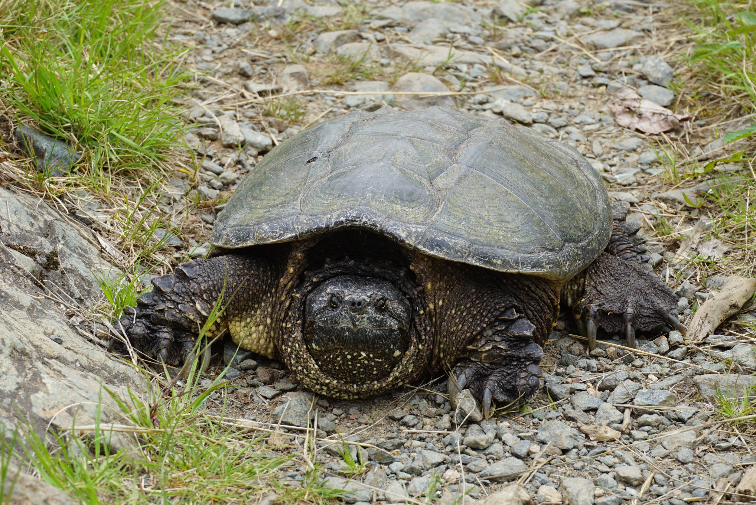 Common Snapping Turtle; Boundary Waters Canoe Area Wilderness, MN
