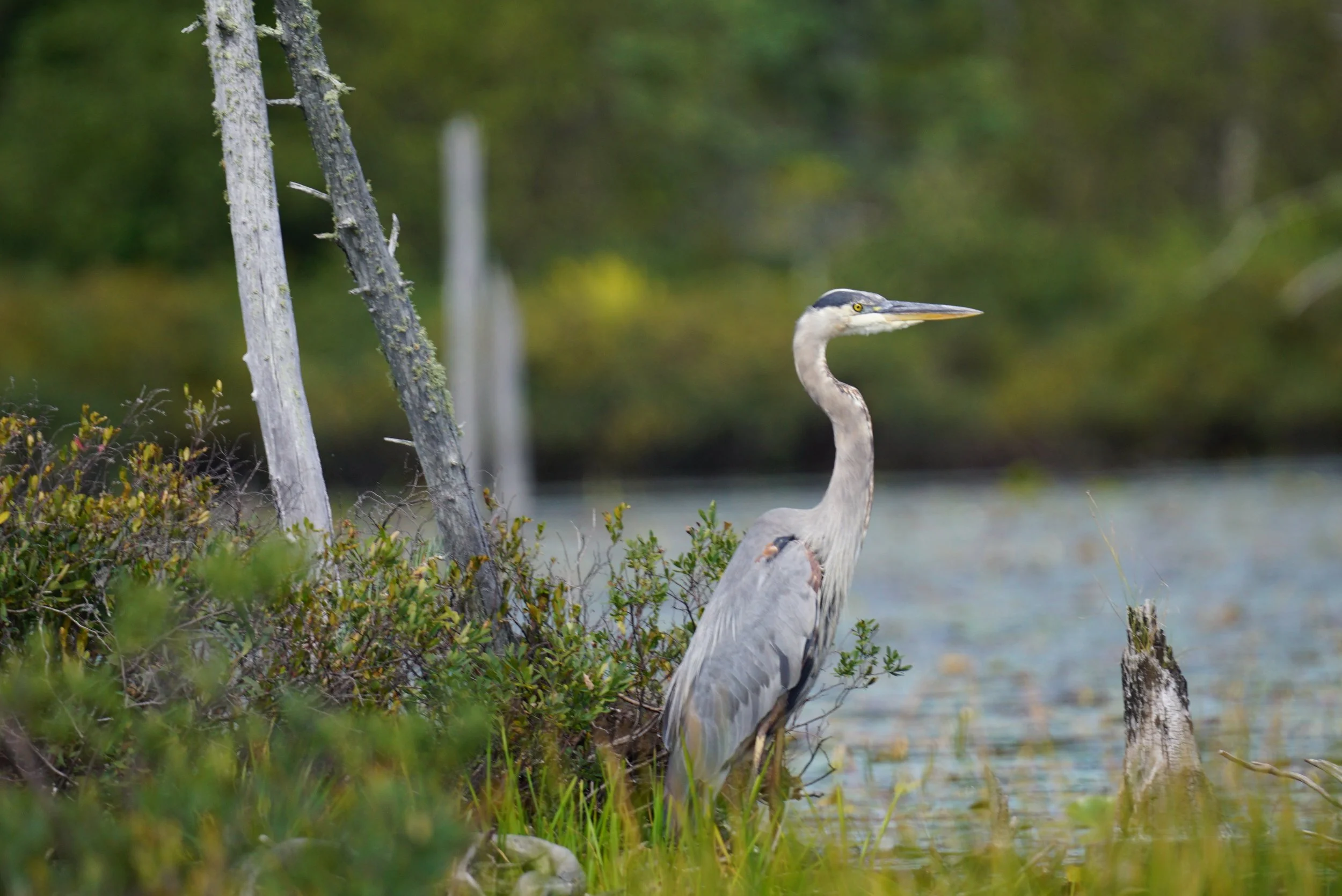 Great Blue Heron 2; Bosque Del Apache, NM