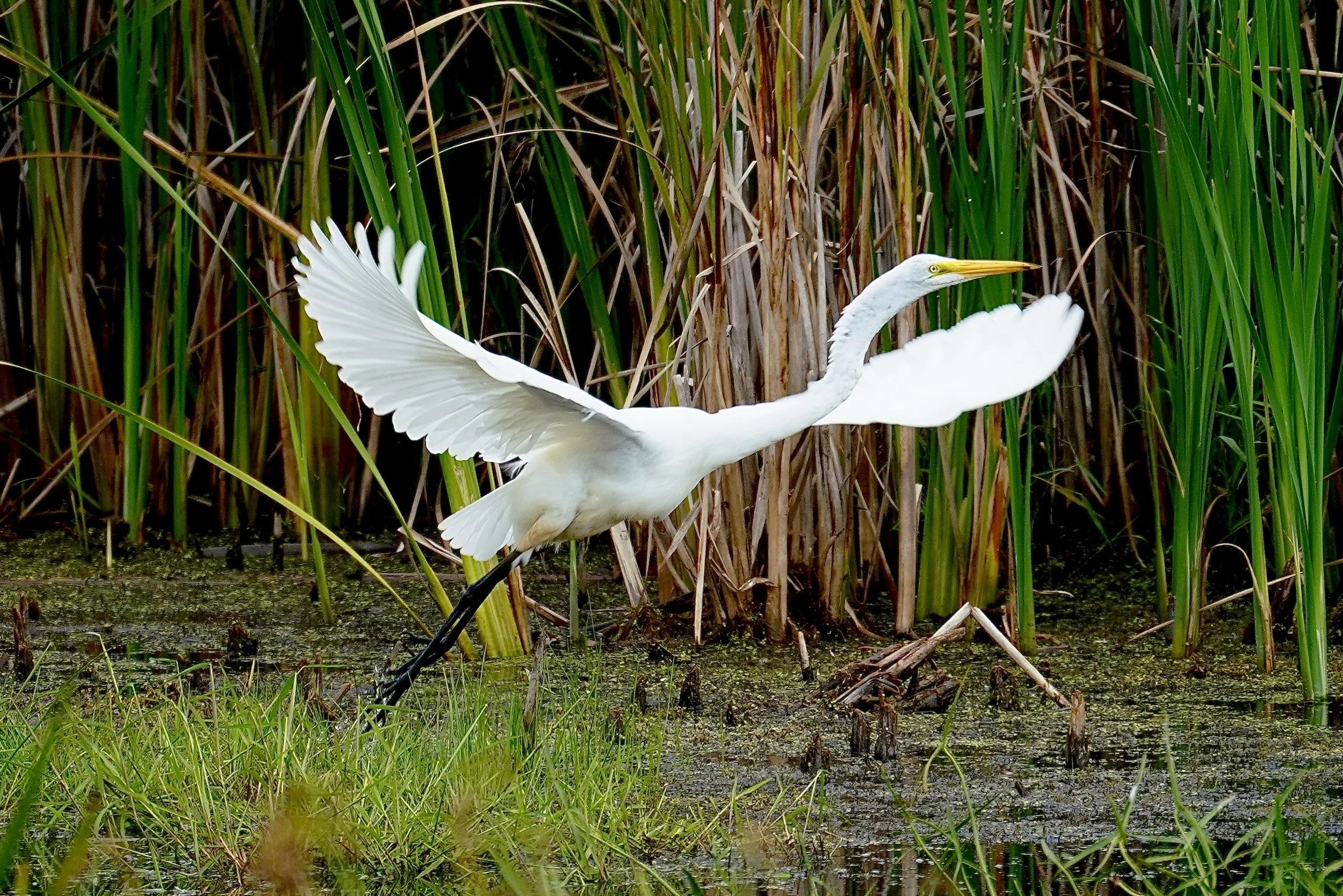 Great Egret 2; Horicon Marsh, WI