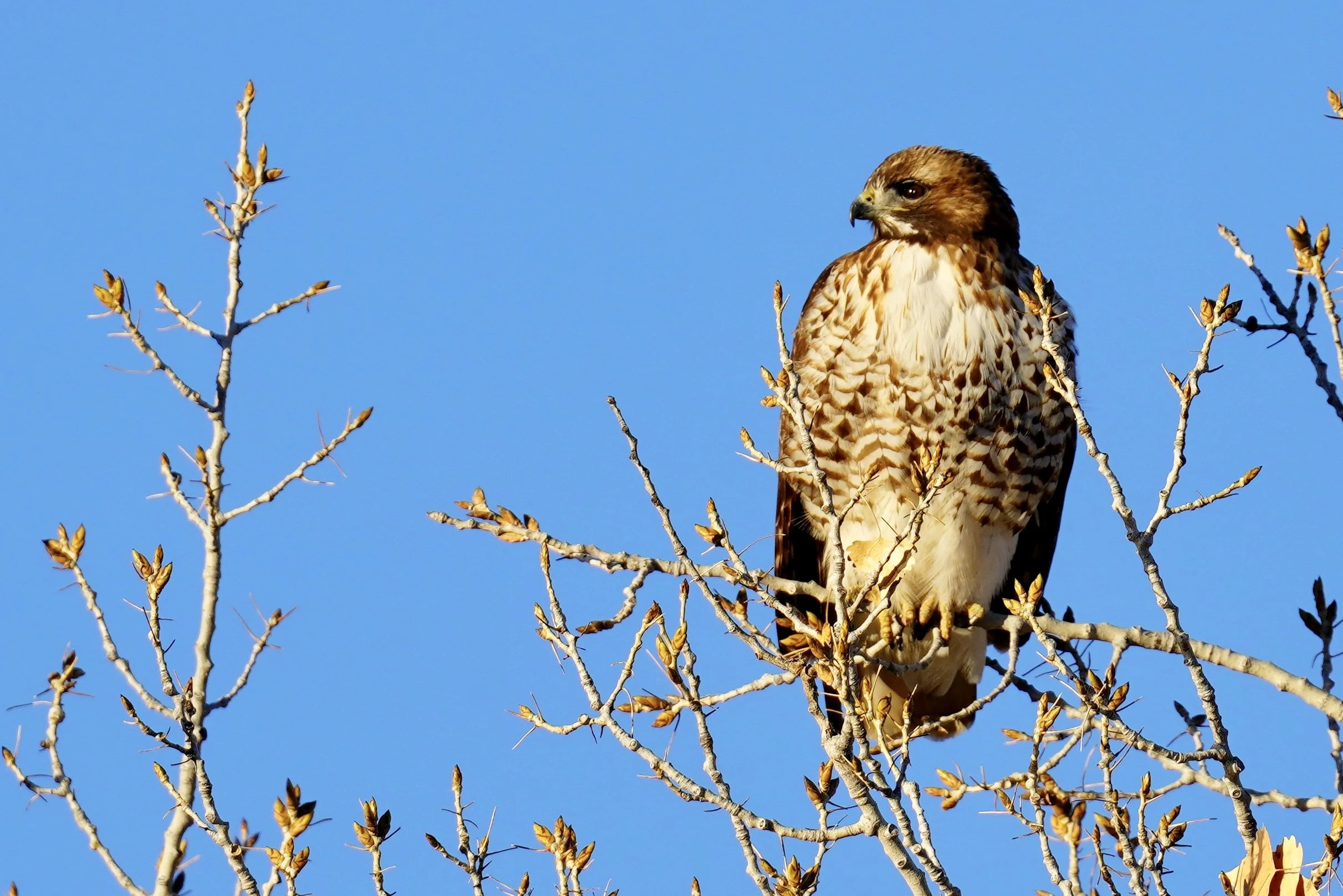 Hawk 3; Bosque Del Apache, NM