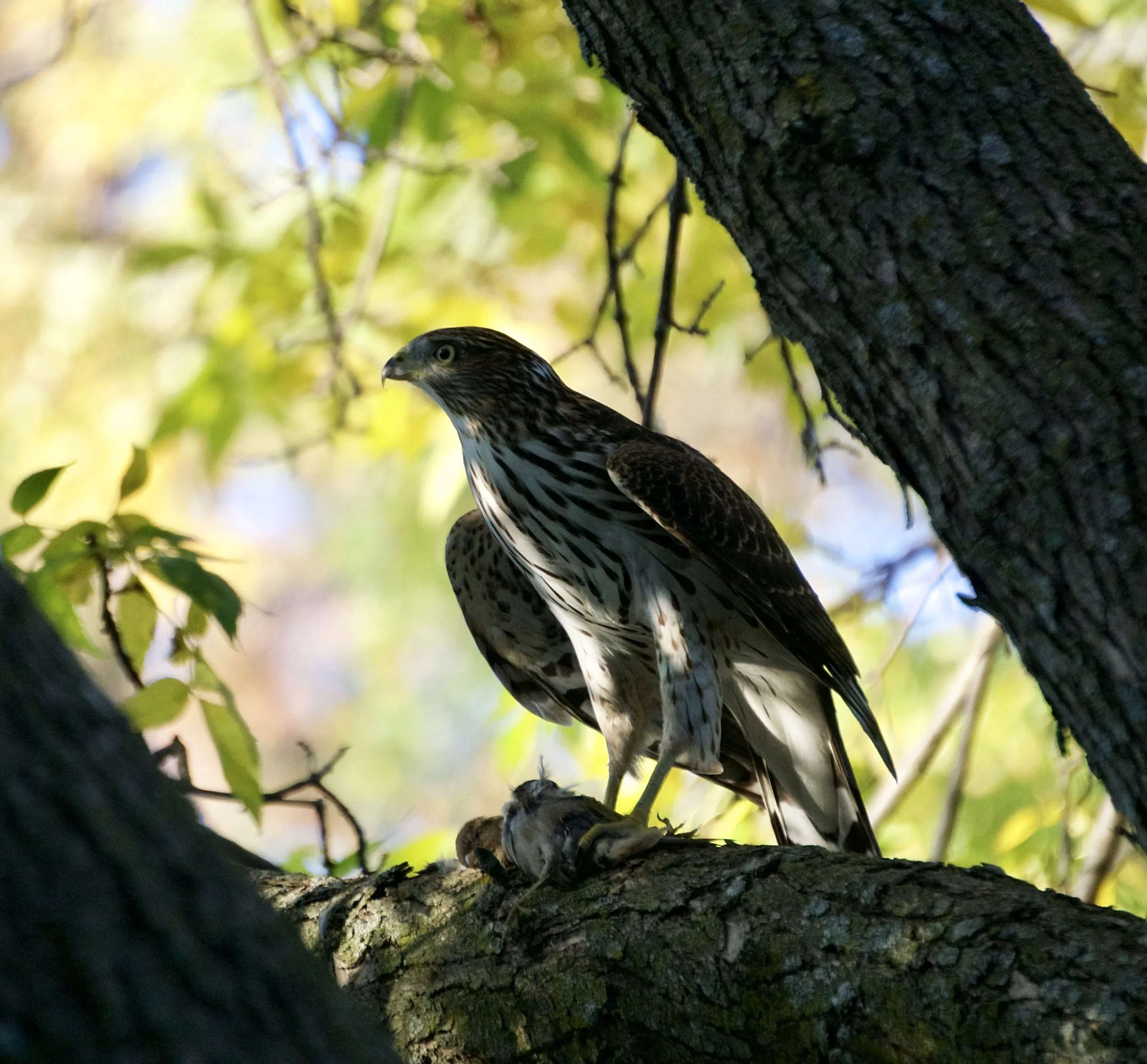 Perched Hawk; Madison, WI