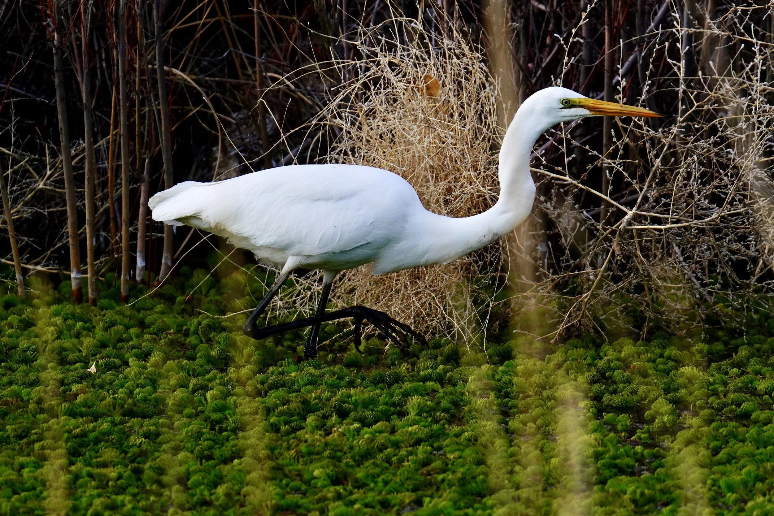 Great Egret; Bosque Del Apache