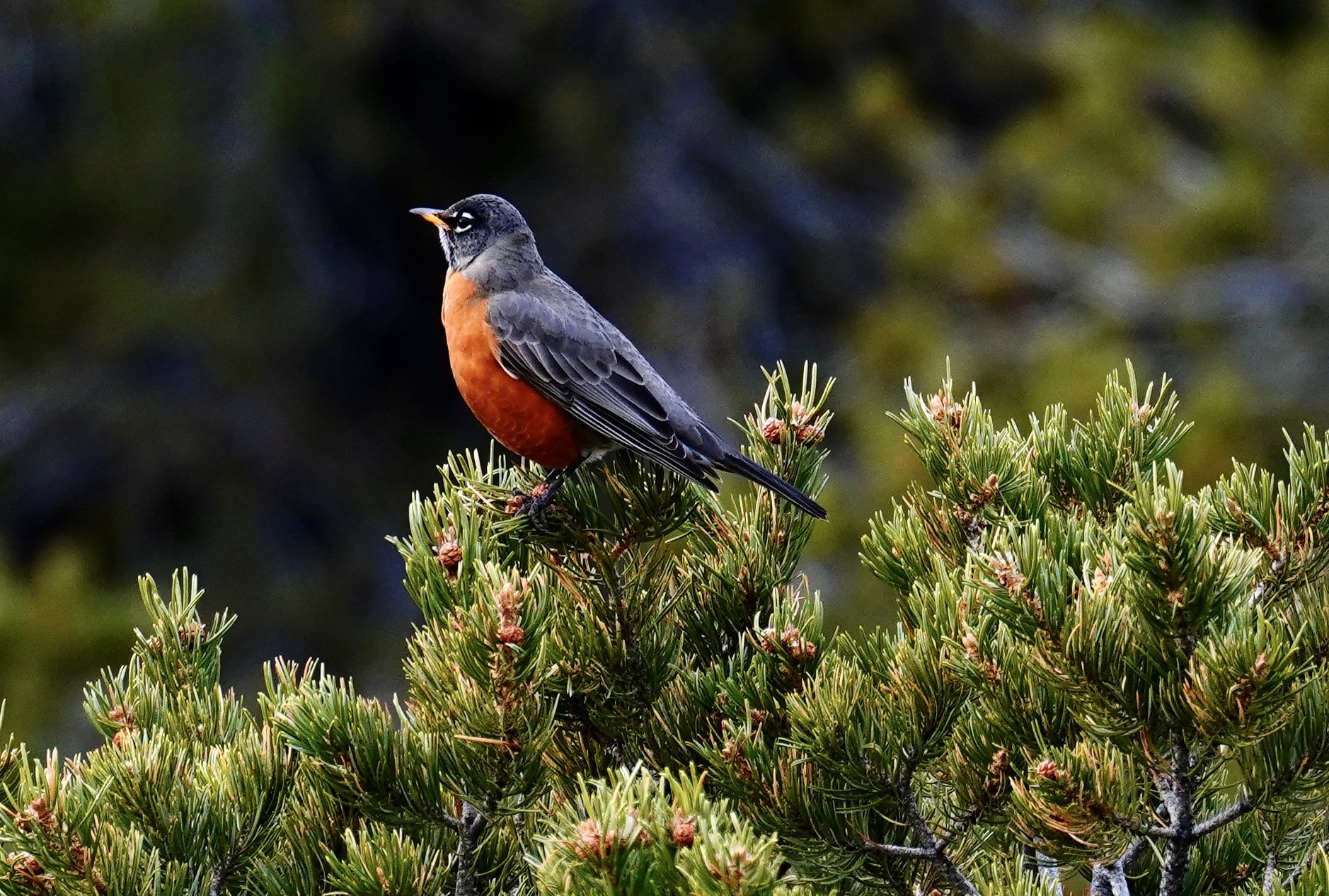 American Robin; Santa Fe, NM