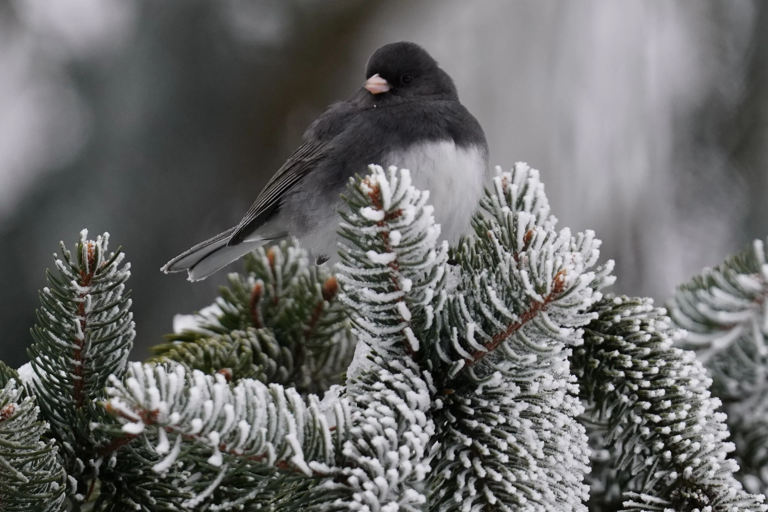 Dark-Eyed Junco; Dodgeville, WI