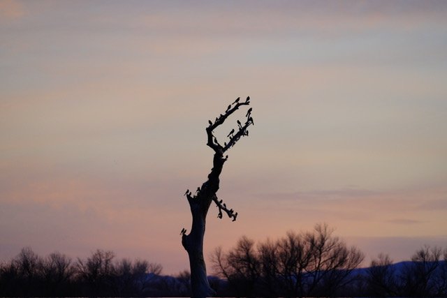 Bird Tree; Bosque Del Apache, NM