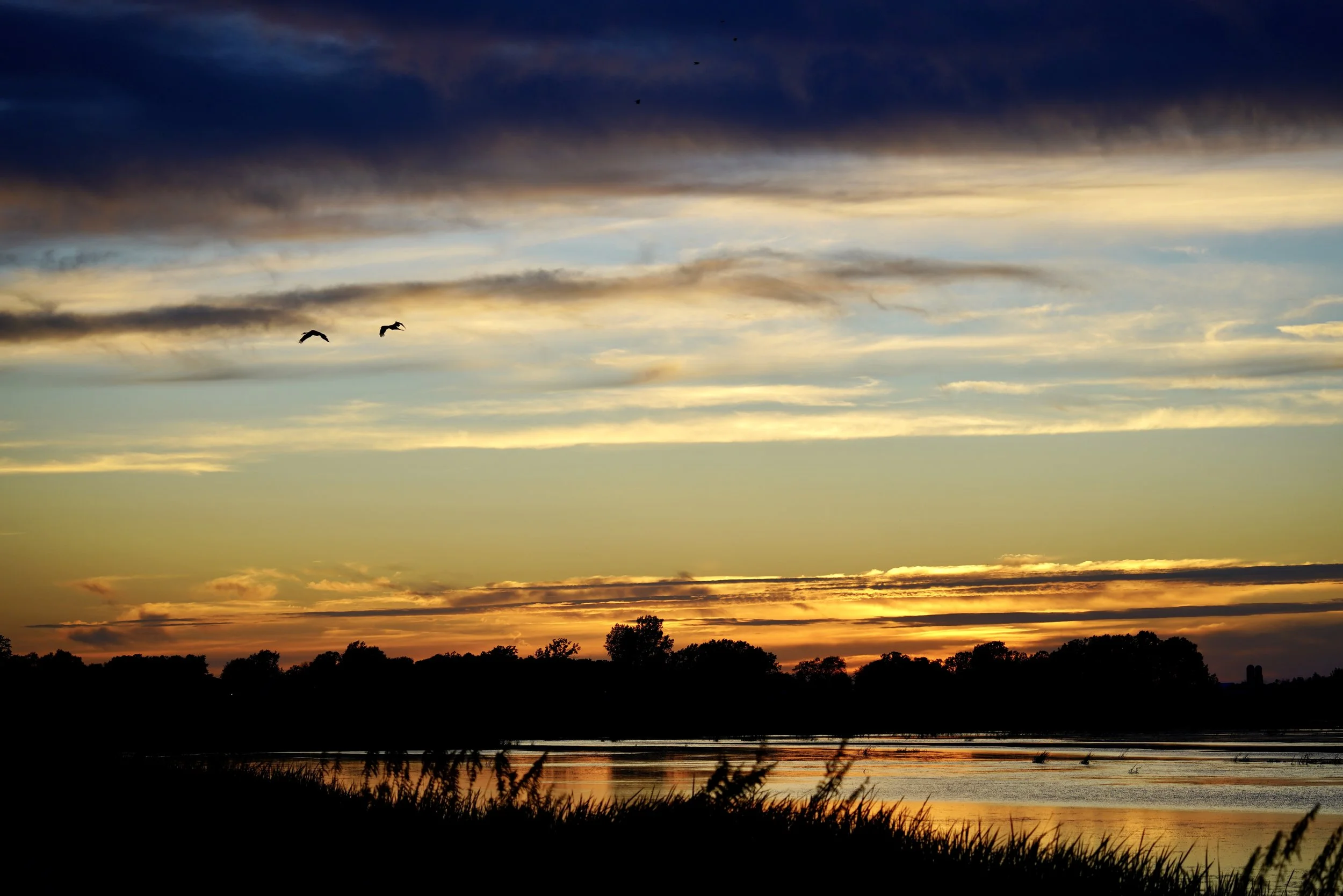 Collins Marsh 4; Collins, WI