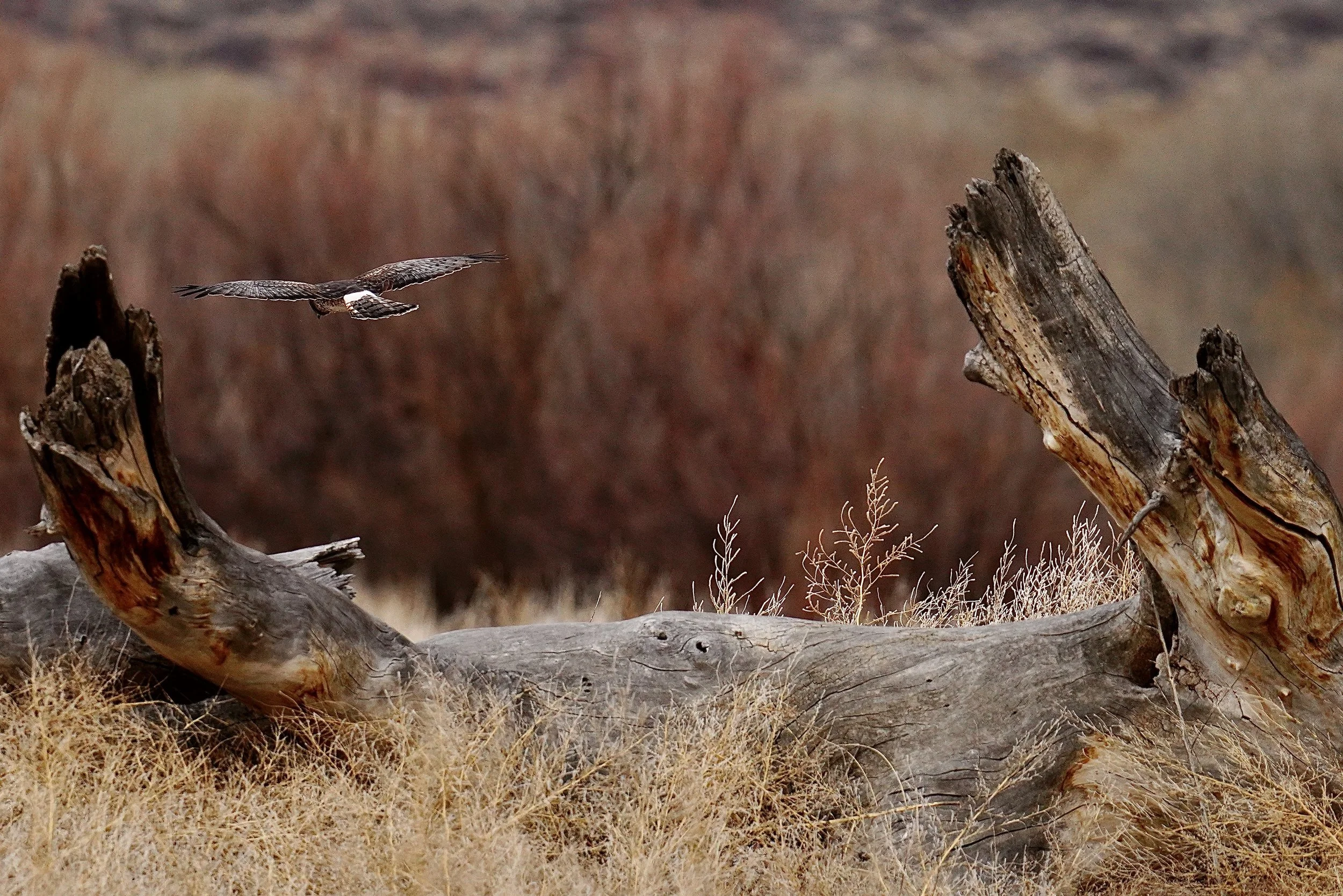 Hawk 1; Bosque Del Apache, NM