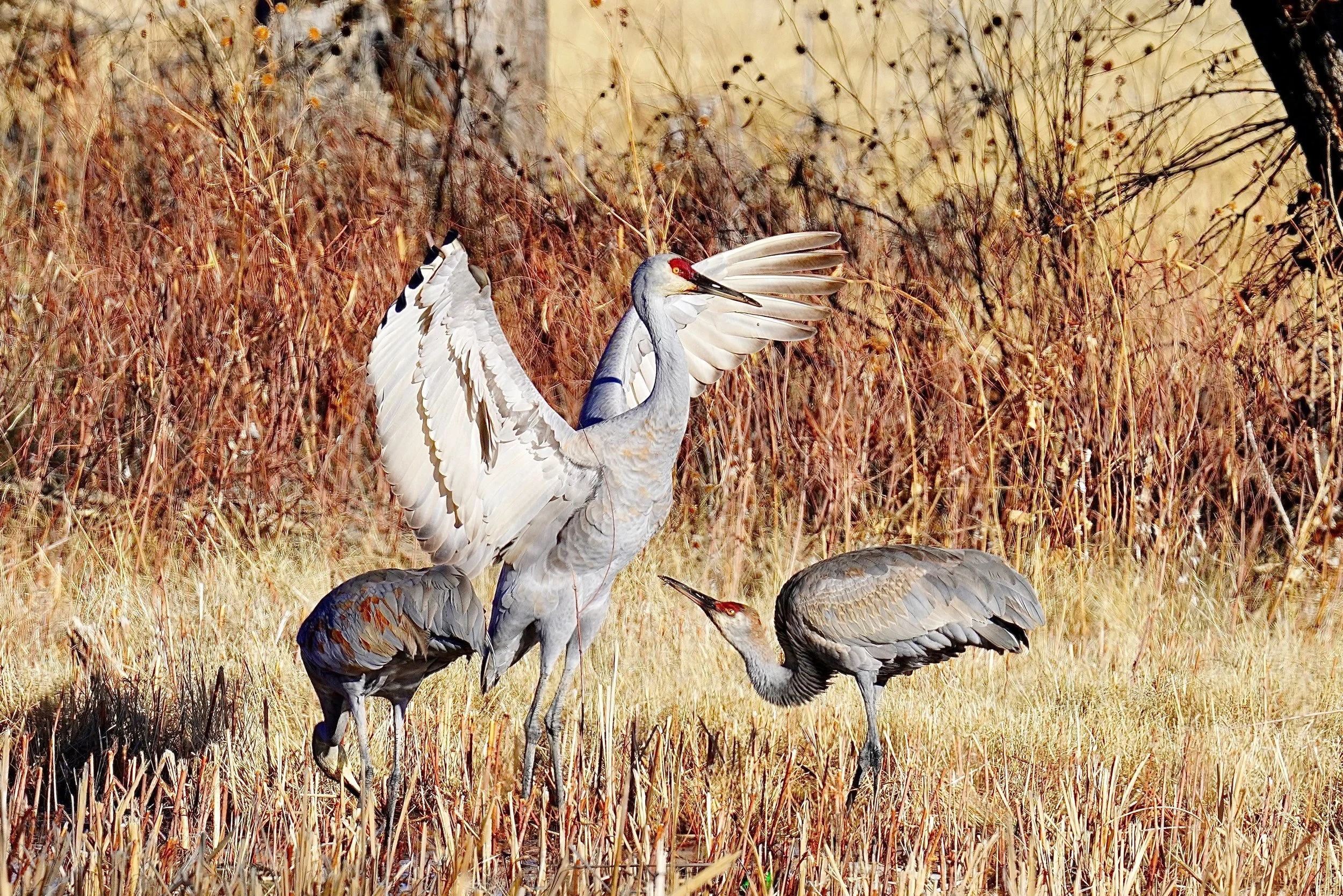 Sandhill Cranes; Bosque Del Apache, NM