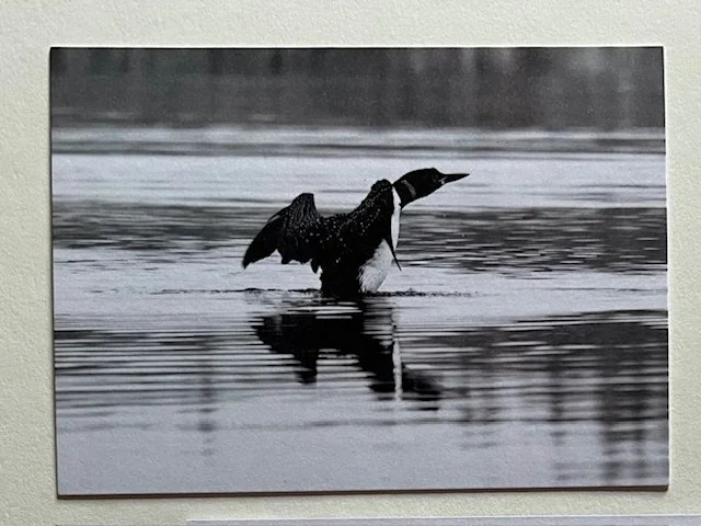 Common Loon; Boundary Waters Canoe Area Wilderness Greeting Card