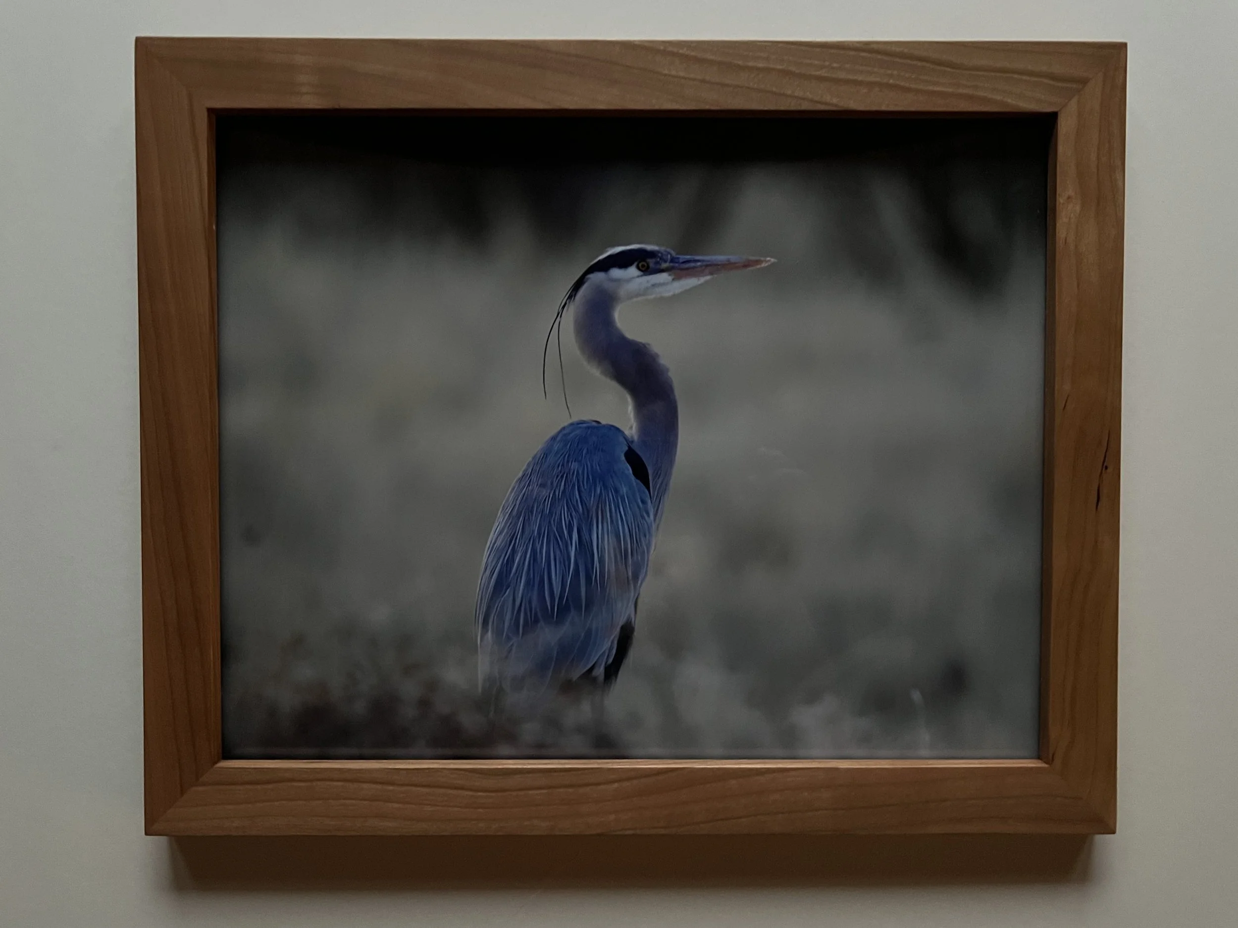 Great Blue Heron.jpeg