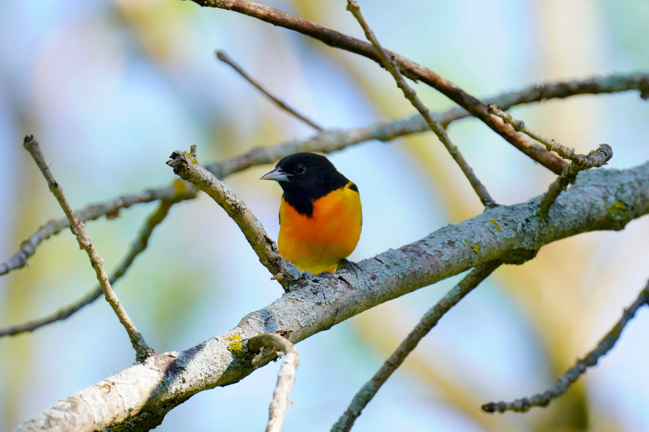Baltimore Oriole; Dodgeville, WI
