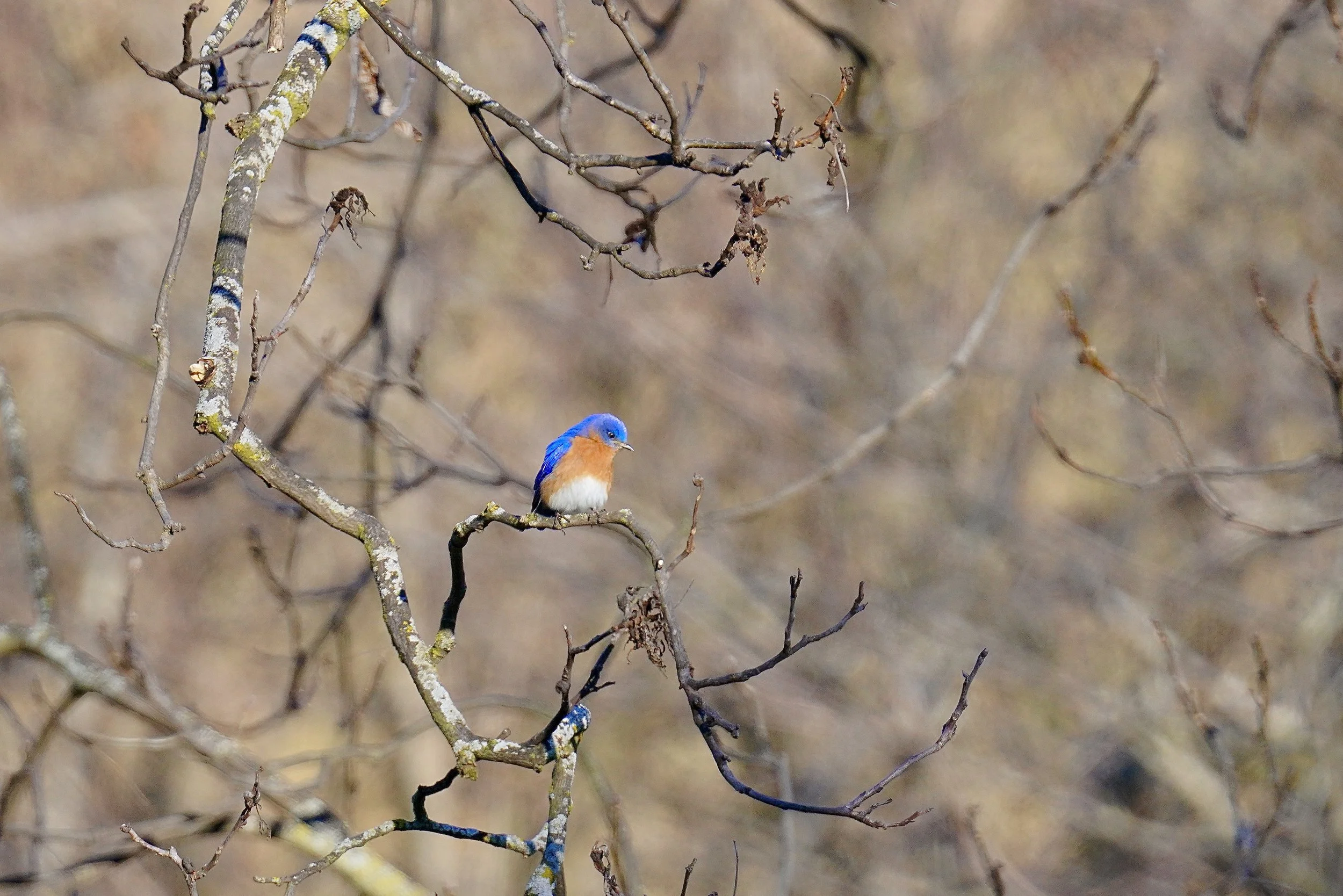 Eastern Bluebird 1; Dodgeville, WI