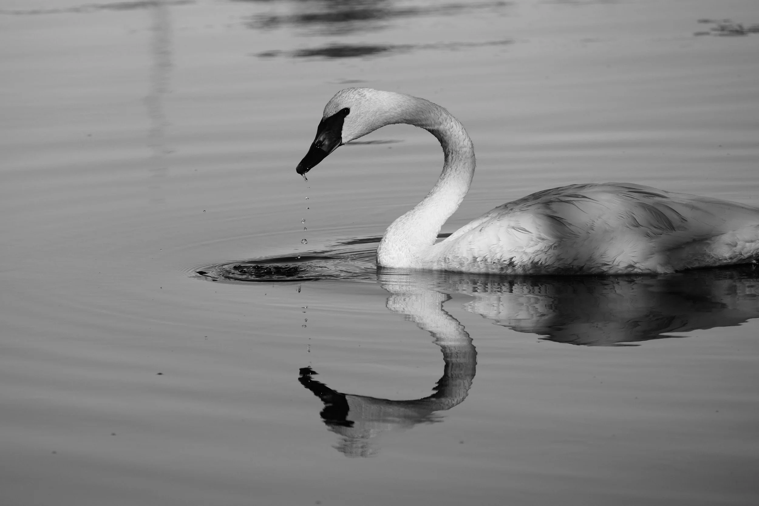 Trumpeter Swan B/W; Hovland, MN