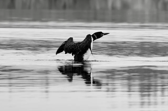 Common Loon Print; Boundary Waters Canoe Area Wilderness