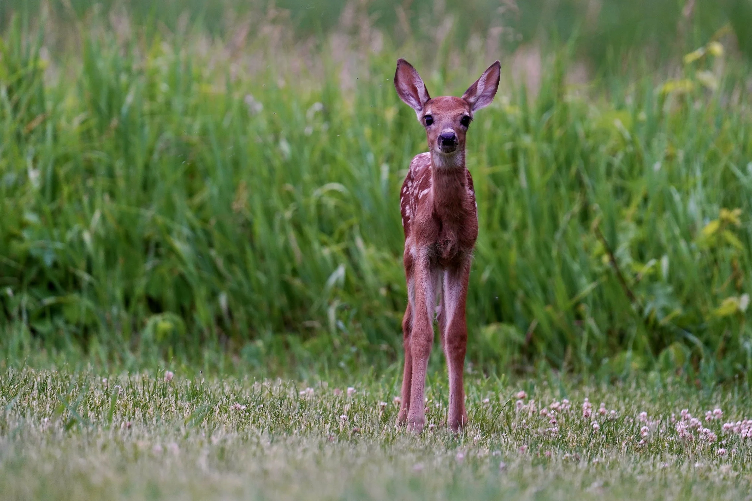 White-Tailed Deer 1; Dodgeville, WI