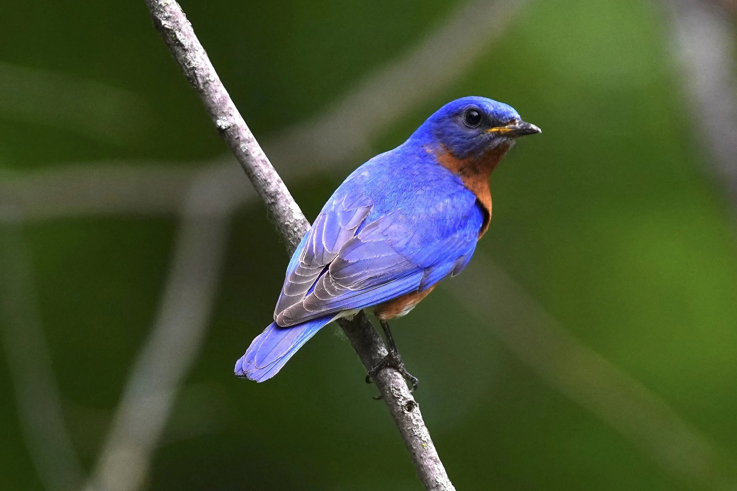 Eastern Bluebird 2; Dodgeville, WI