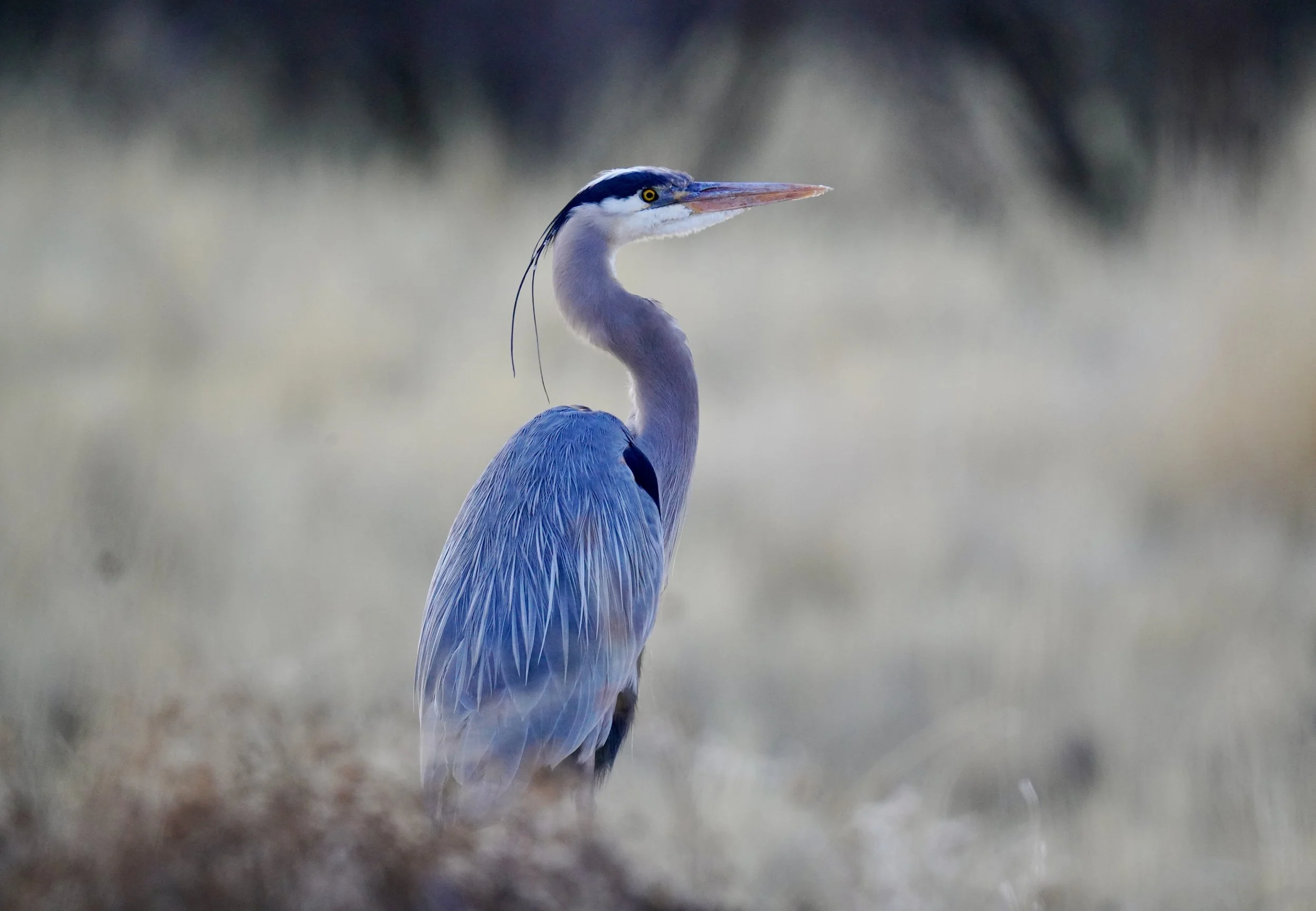Great Blue Heron; Bosque Del Apache, NM