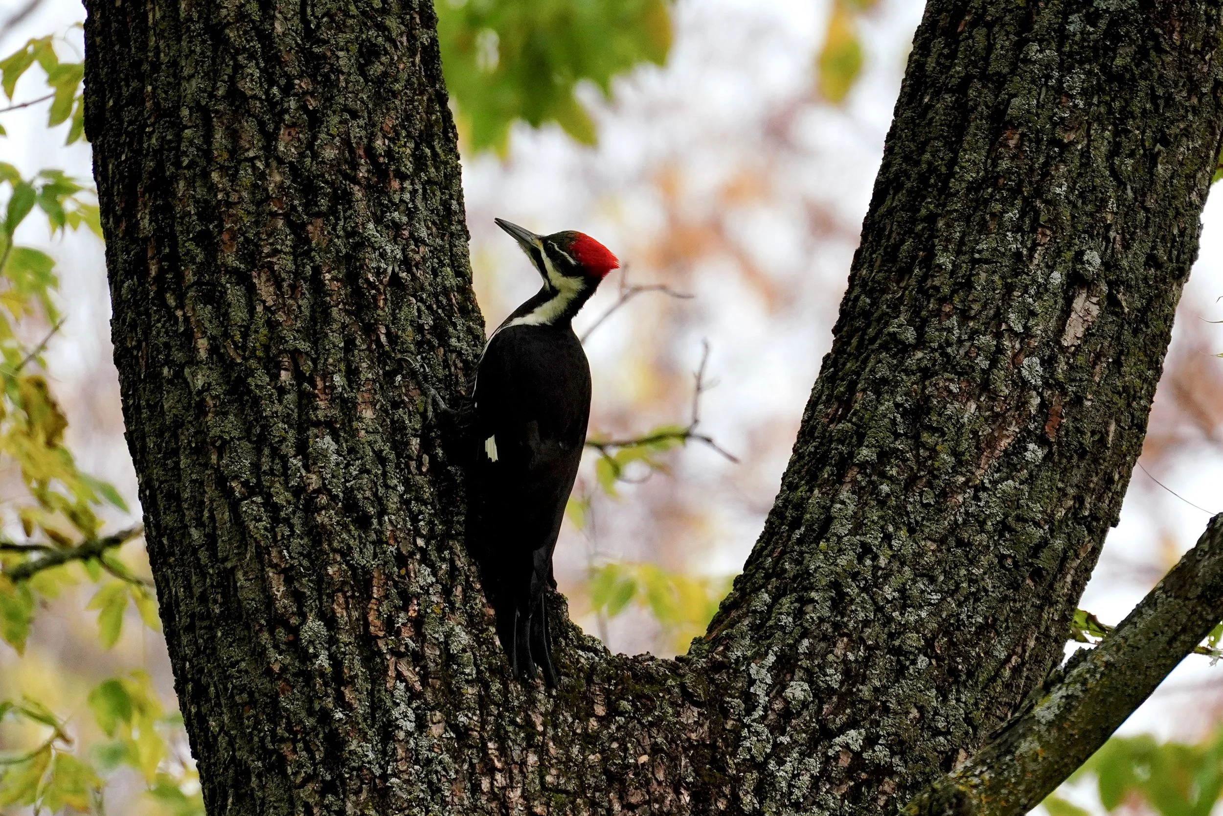 Pileated Woodpecker; Dodgeville, WI 