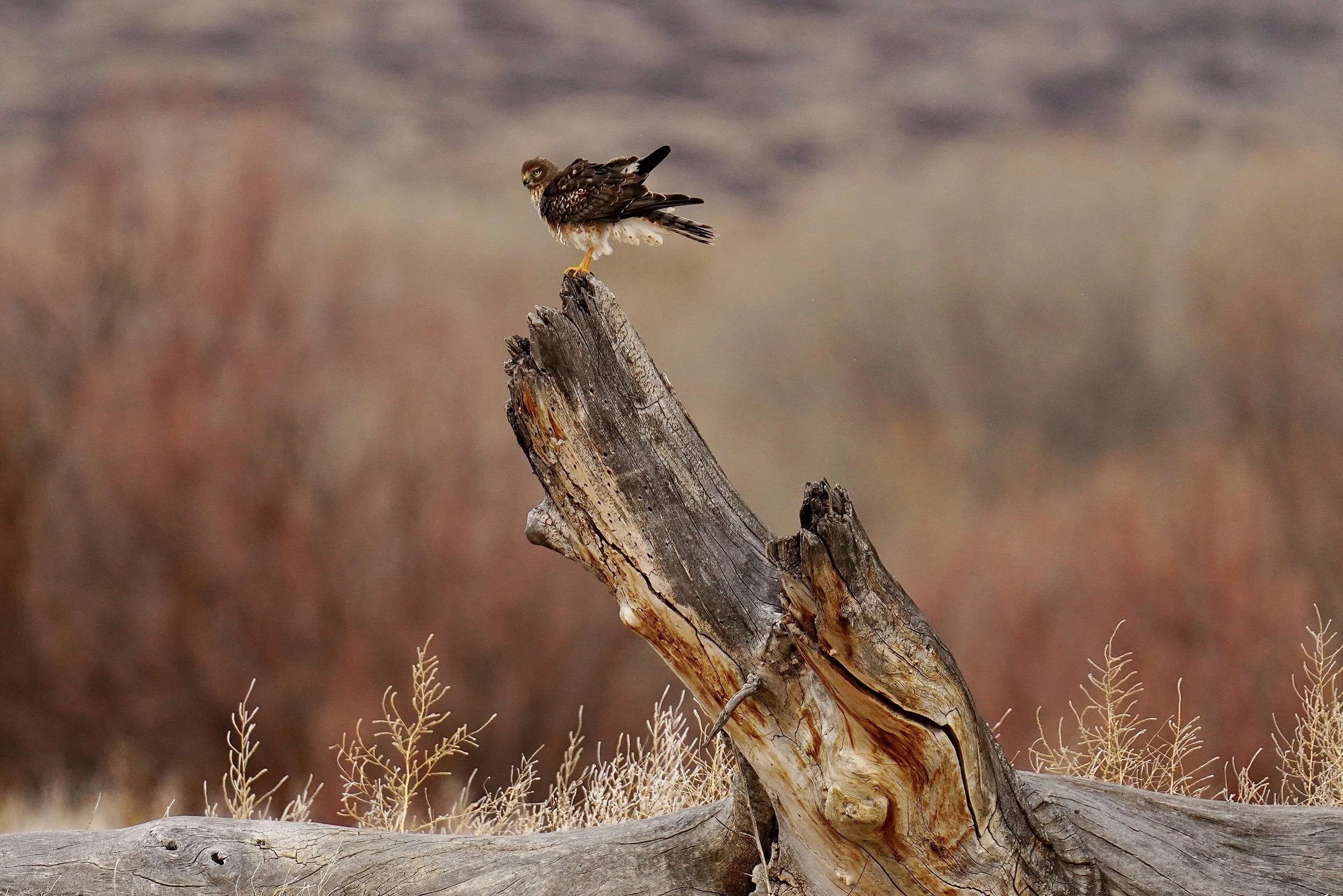 Hawk 4. Bosque Del Apache, NM