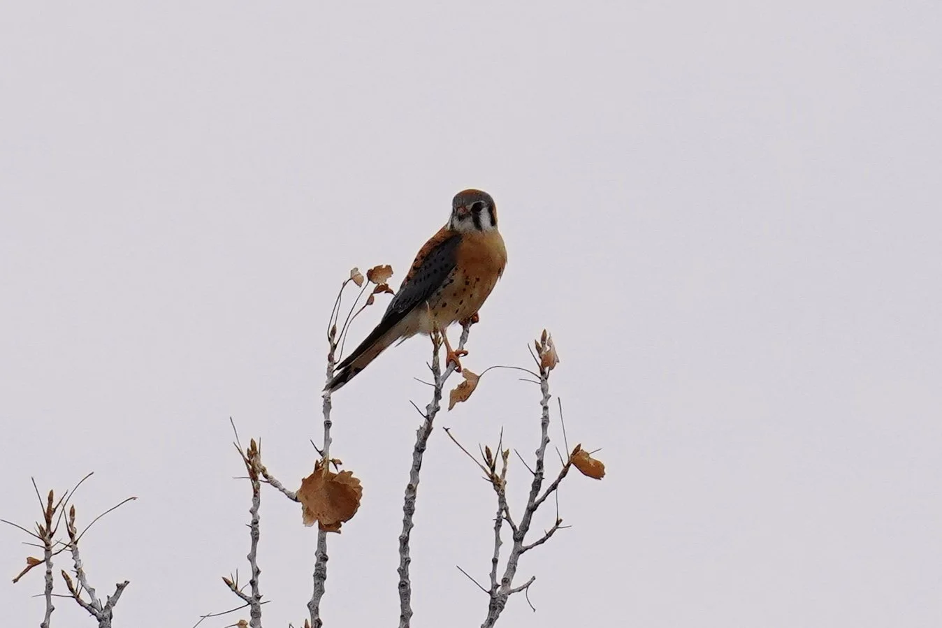 American Kestrel; Bosque Del Apache, NM