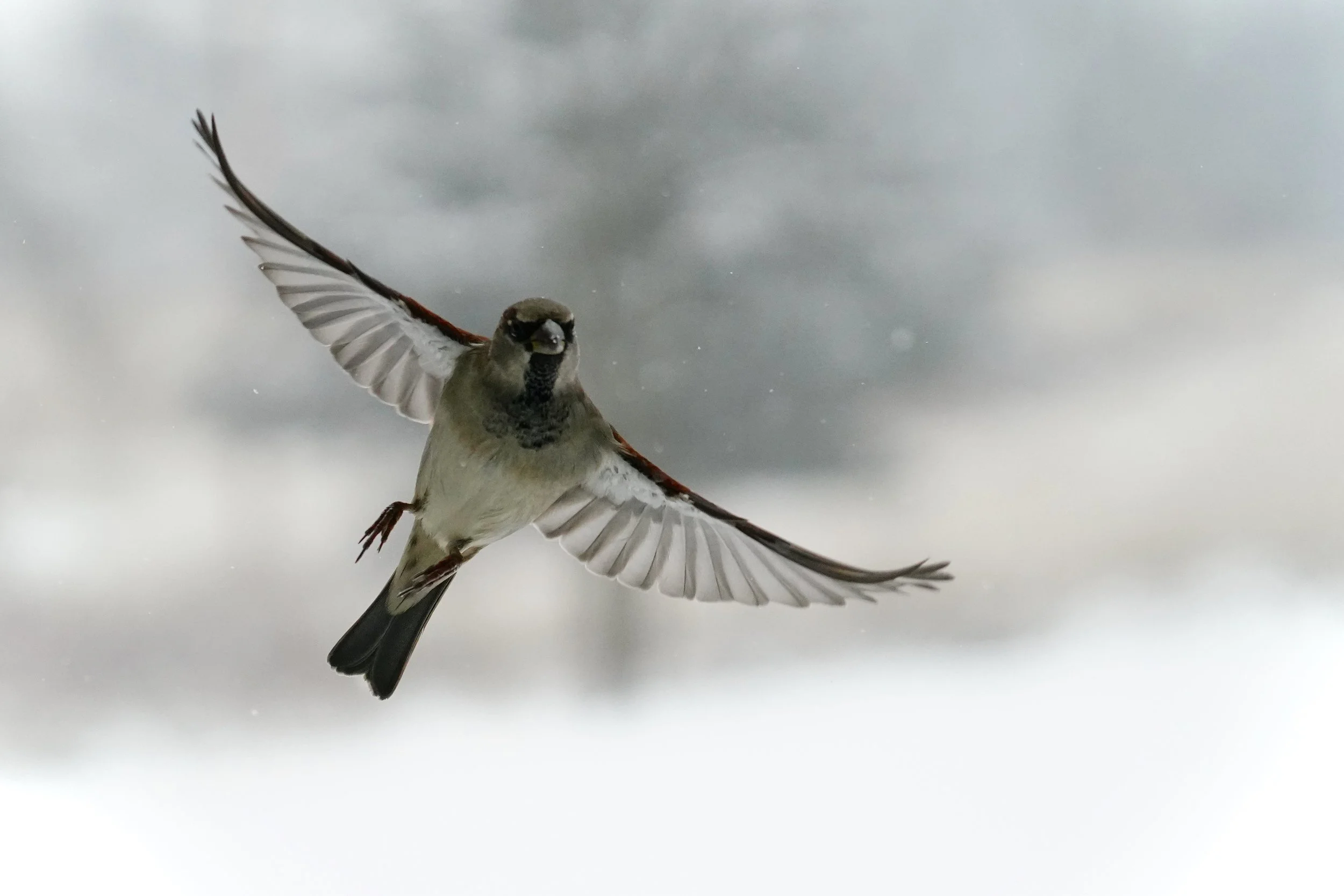 House Sparrow; Dodgeville, WI
