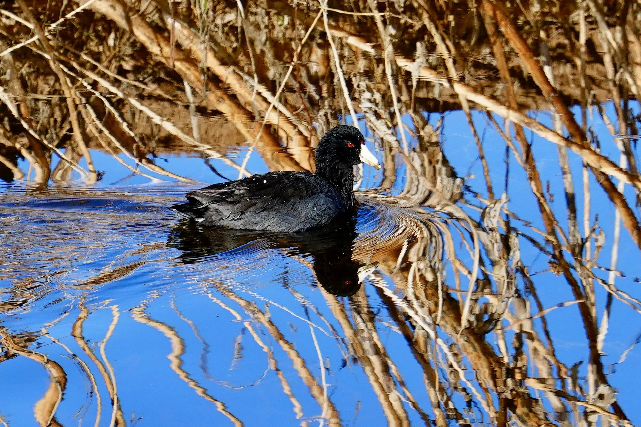 American Coot; Bosque Del Apache, NM