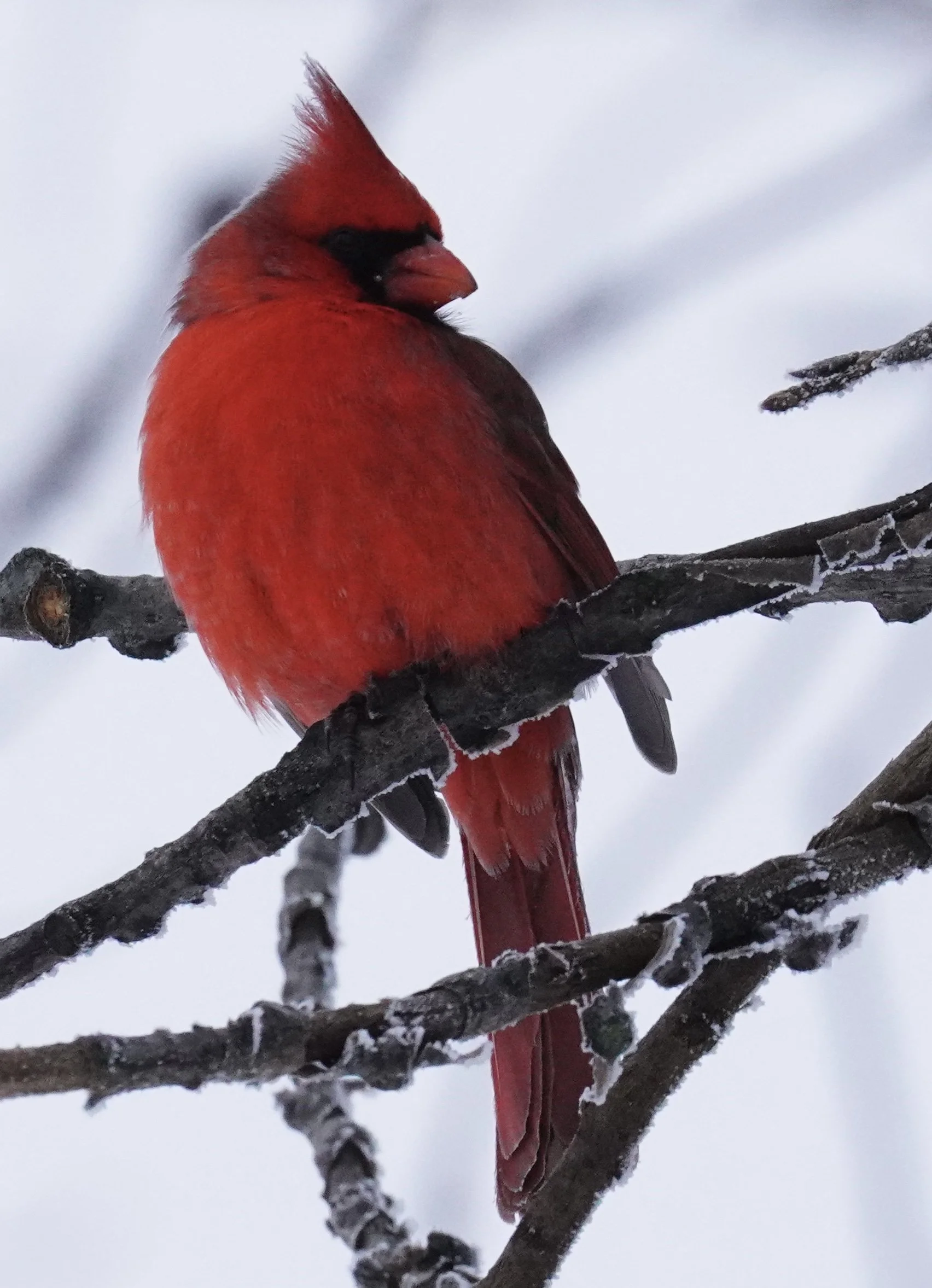 Cardinal; Dodgeville, WI