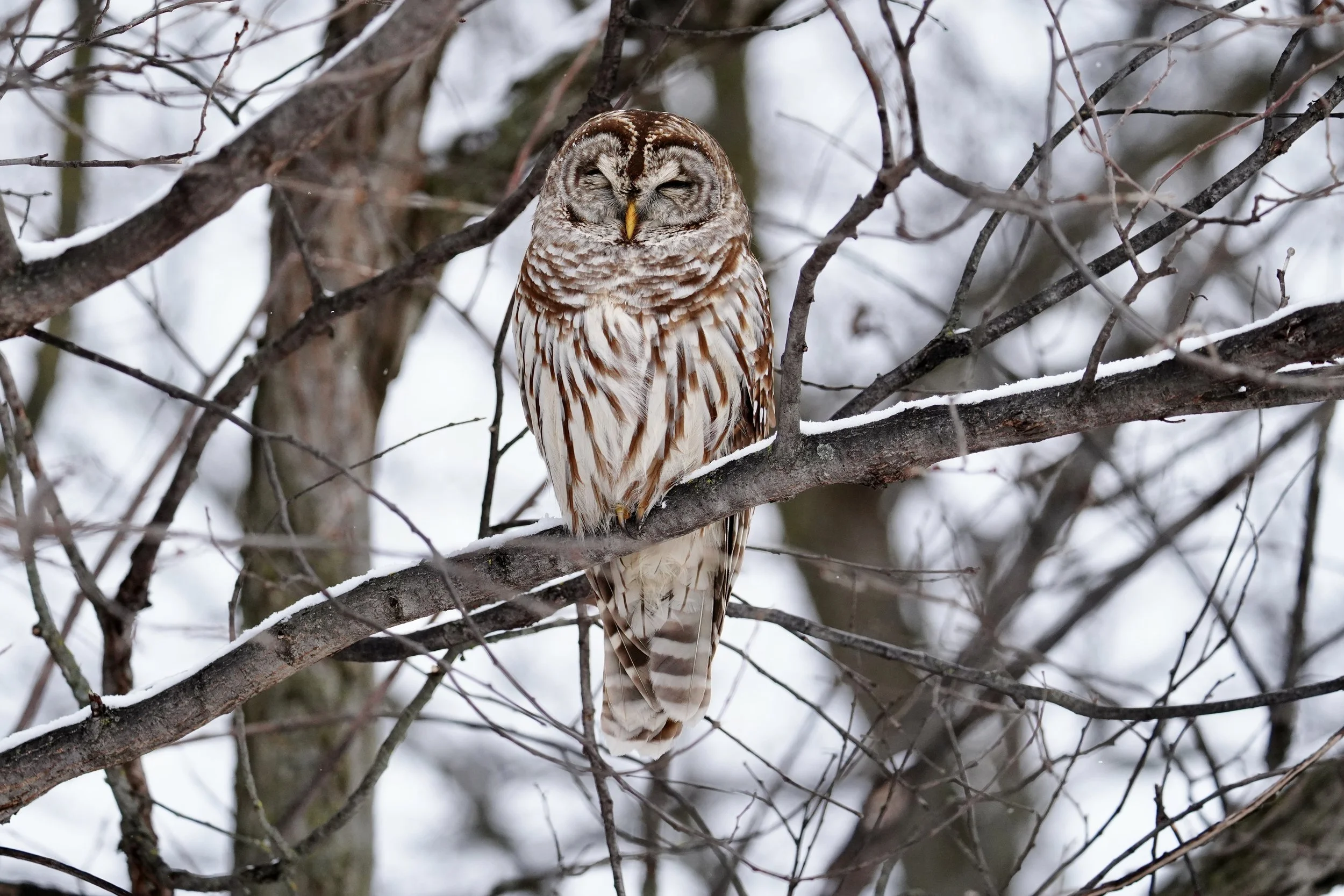 Barred Owl 1; Dodgeville, WI