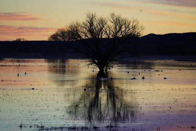Dusk Tree; Bosque Del Apache, NM