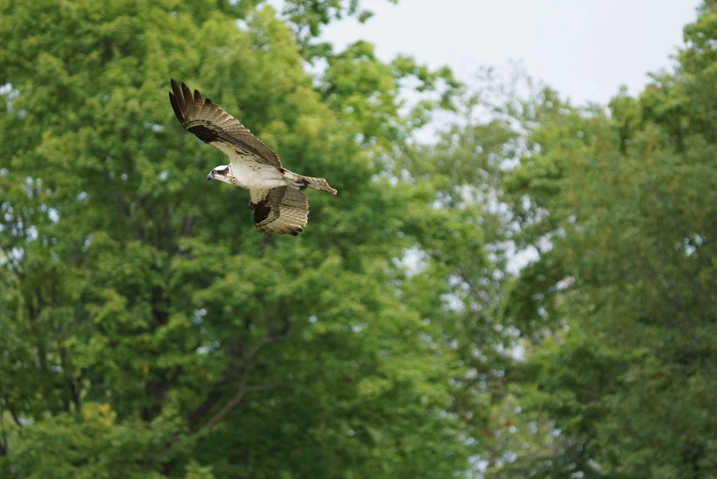 Osprey 2; Long Lake, WI