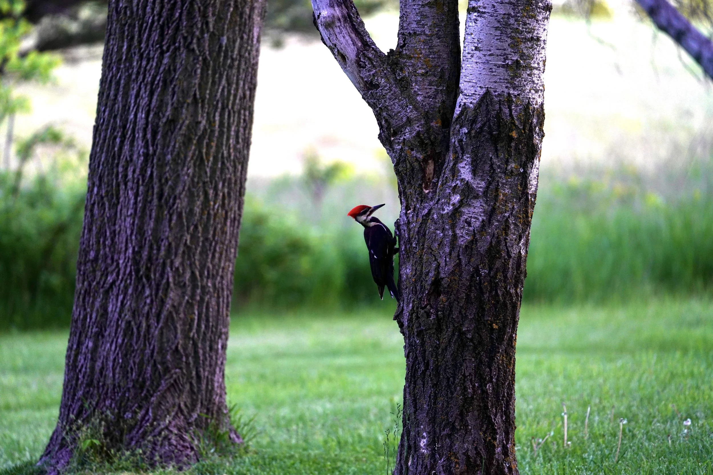 Pileated Woodpecker; Dodgeville, WI