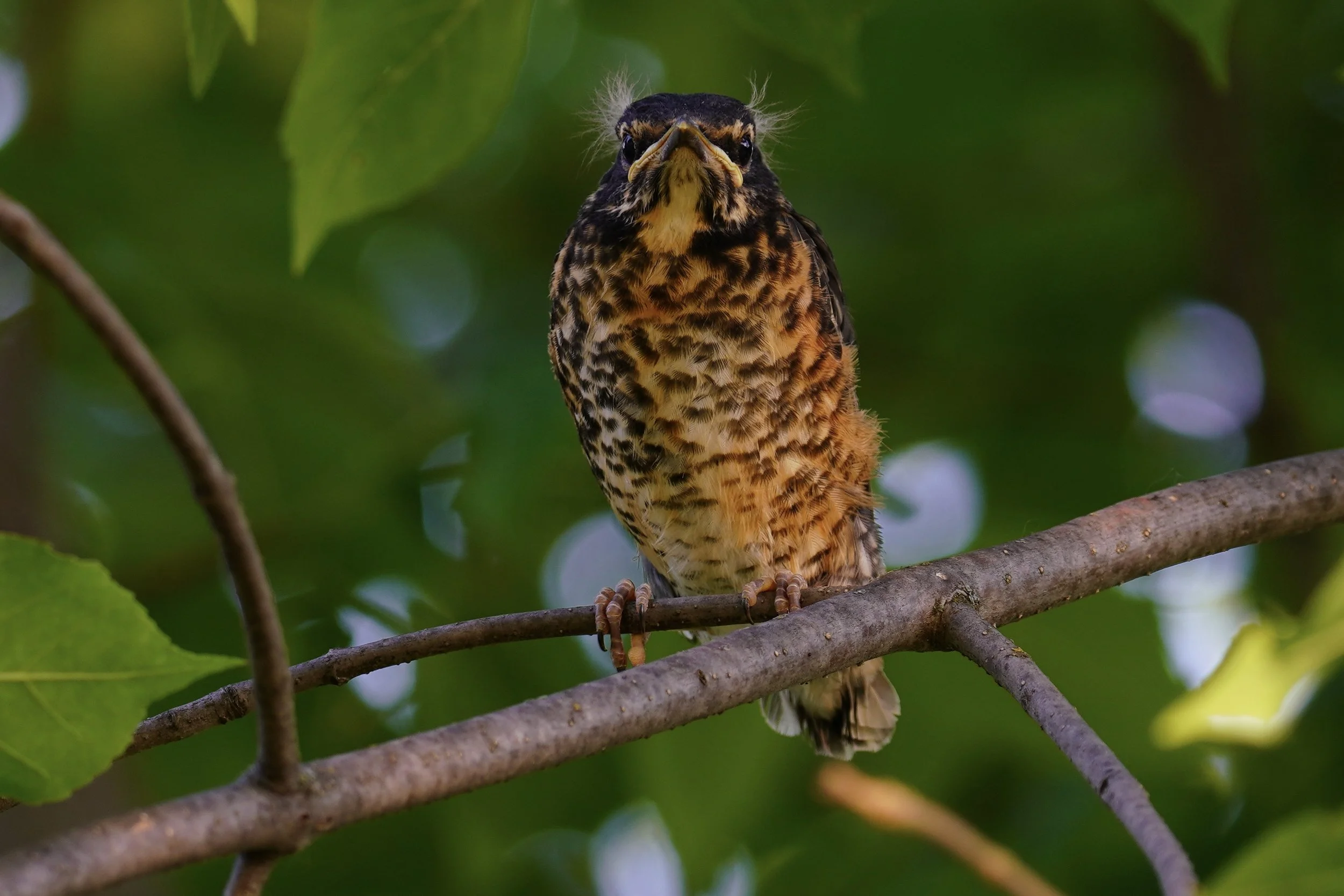 Fledgling Robin; Dodgeville, WI