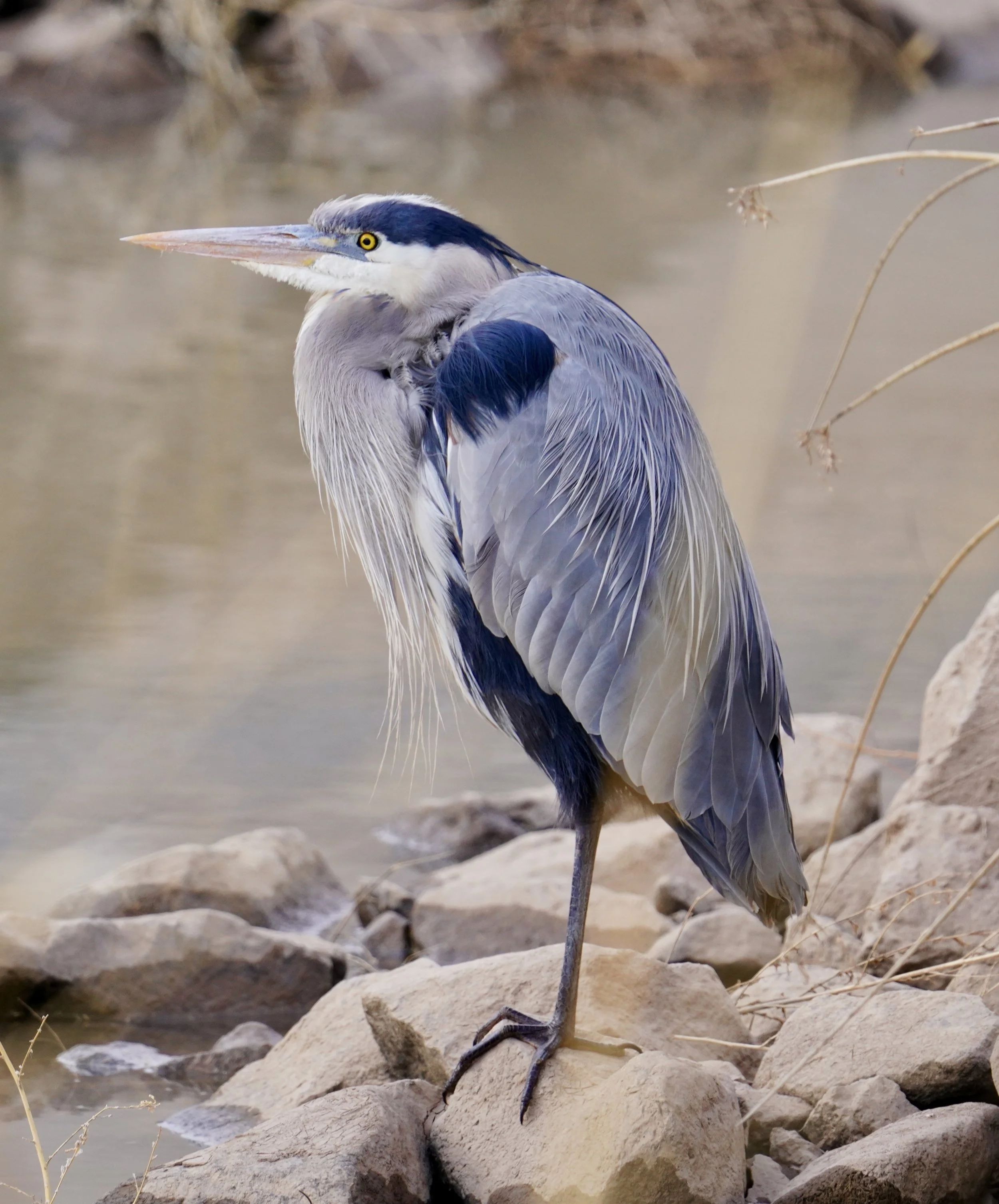 Great Blue Heron 3; Bosque Del Apache, NM