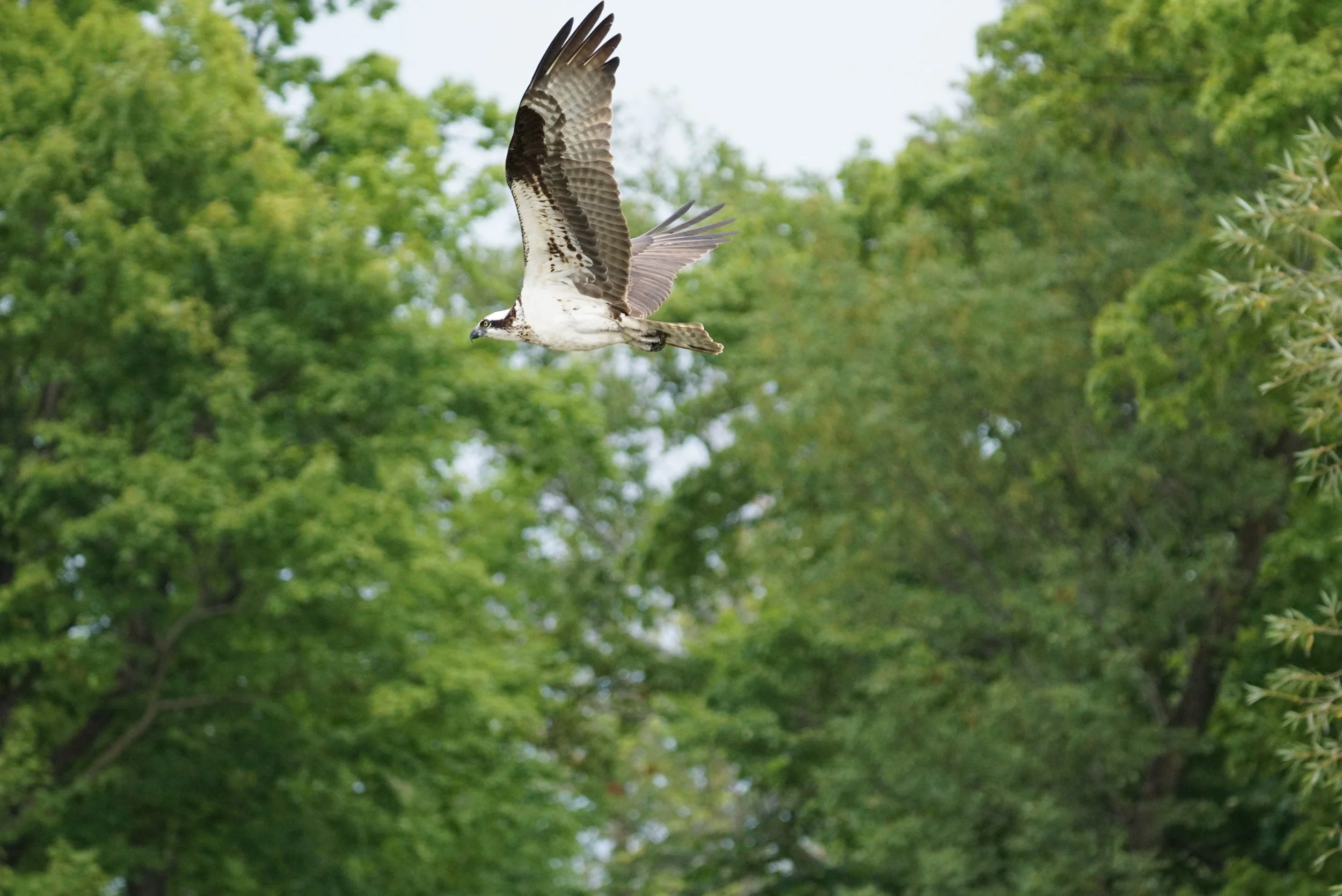 Osprey 3: Long Lake, WI