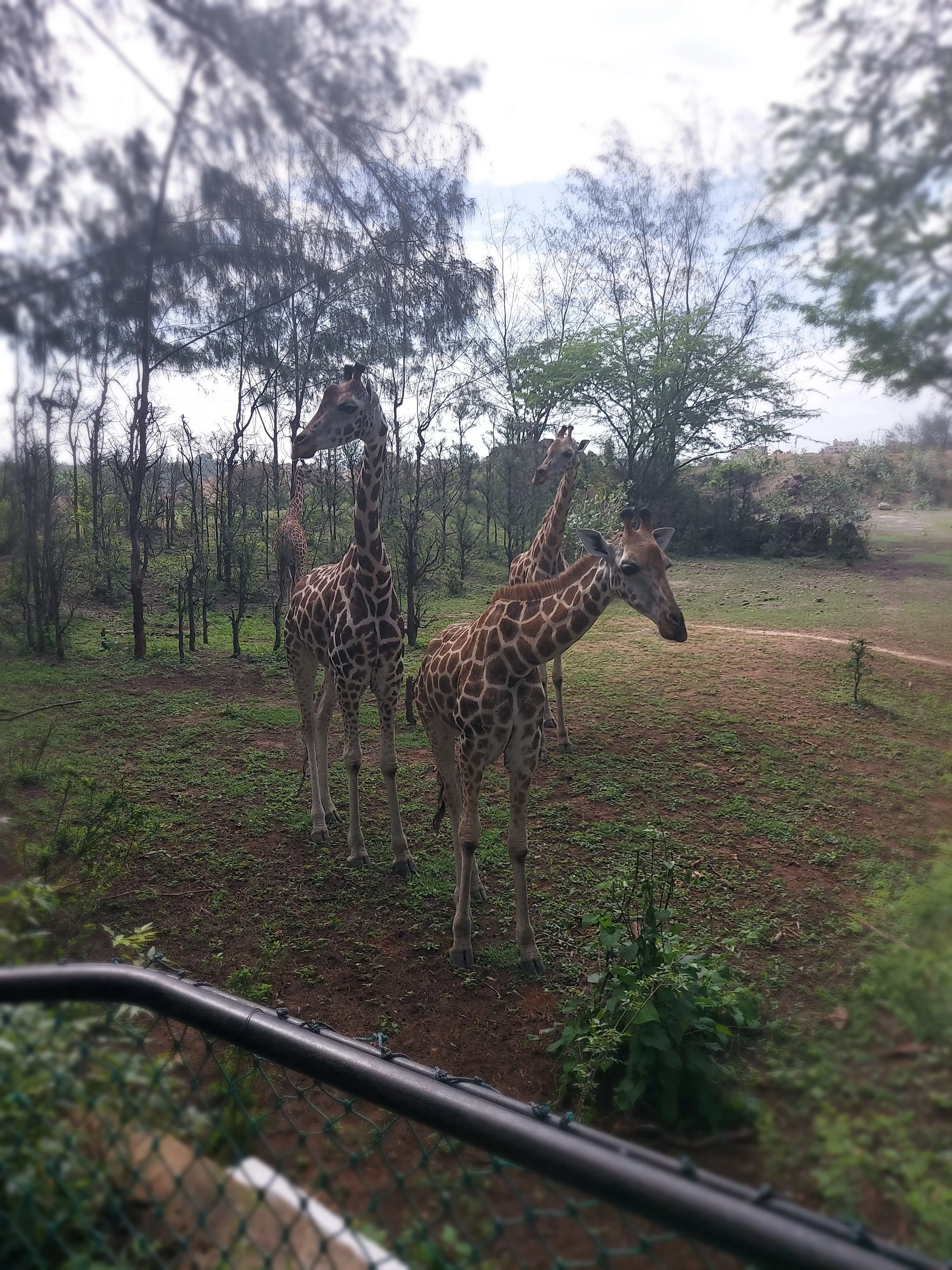 Giraffe
