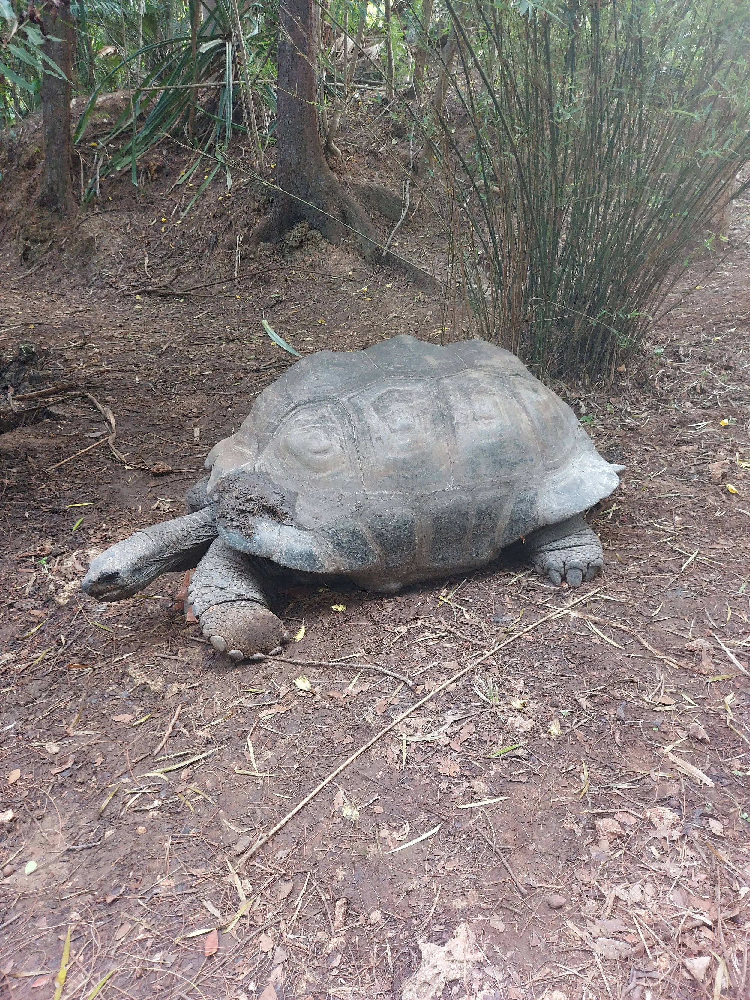 Turtle
