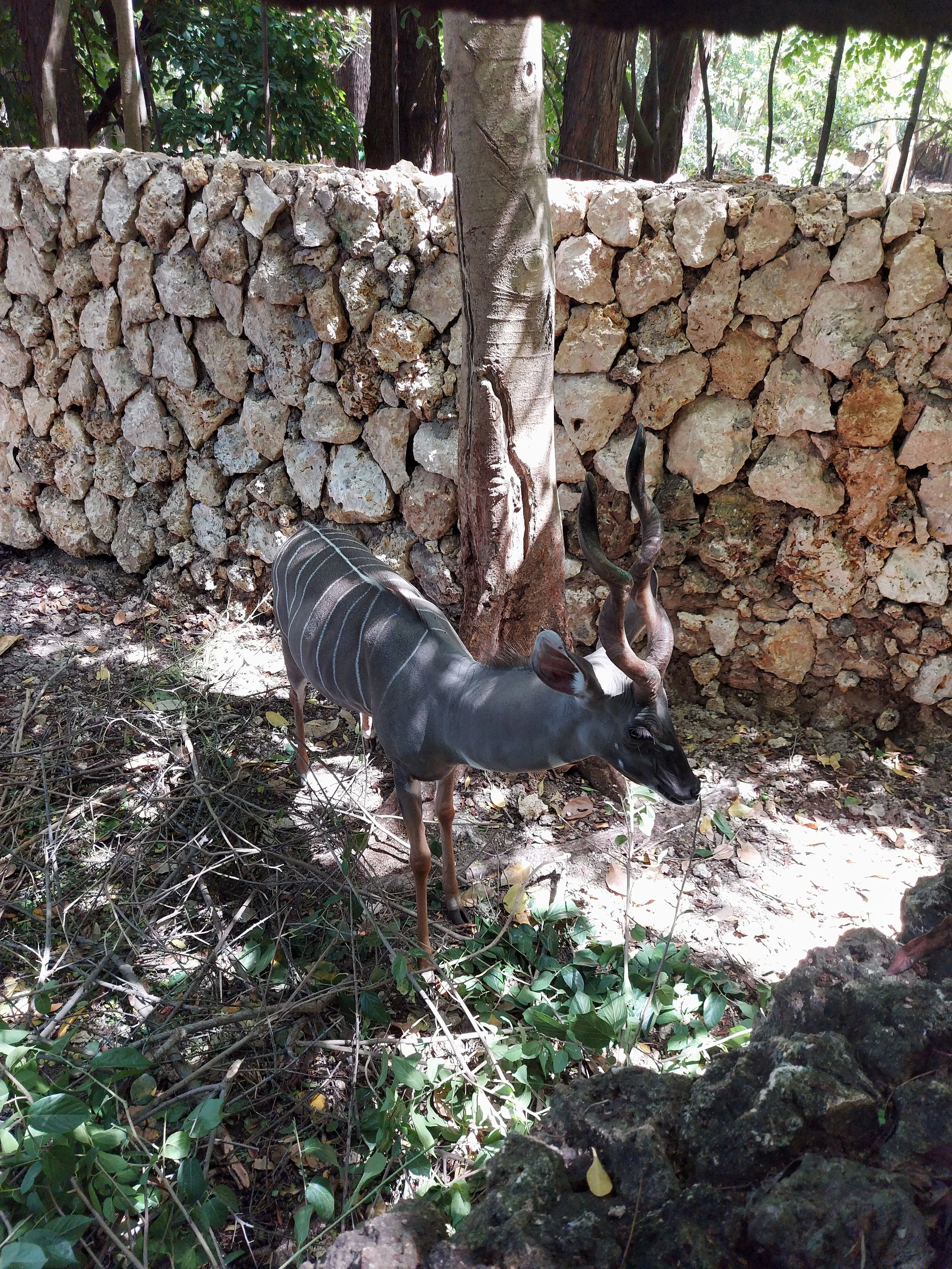 Antelope