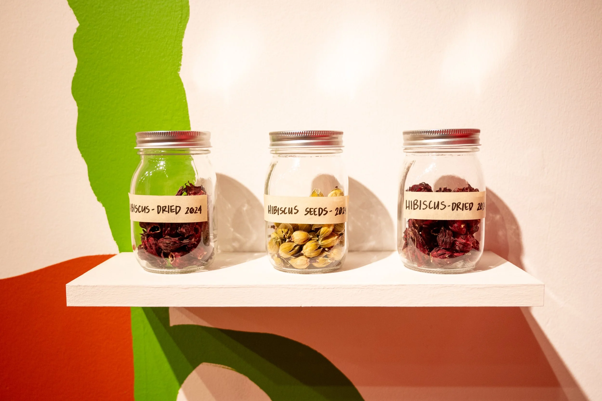 GERMINATION Exhibit SEEDS.jpg