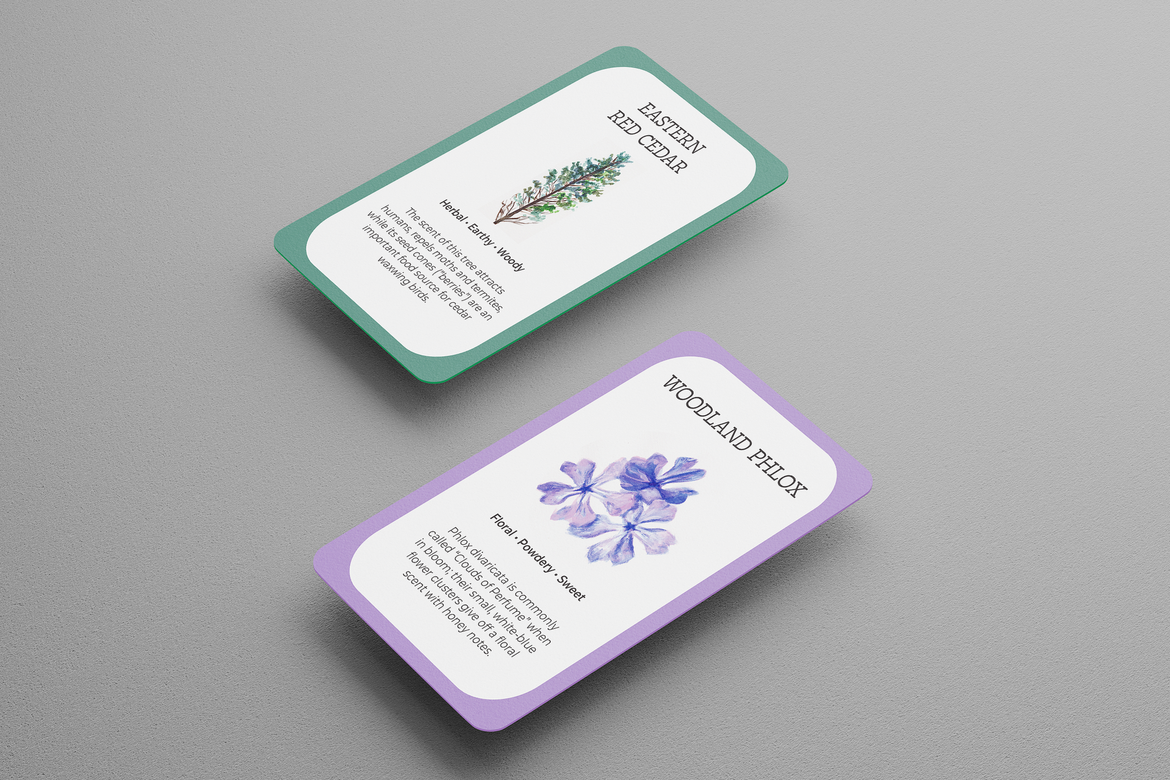 Smell Descriptor Cards for Philadelphia Flower Show 2024