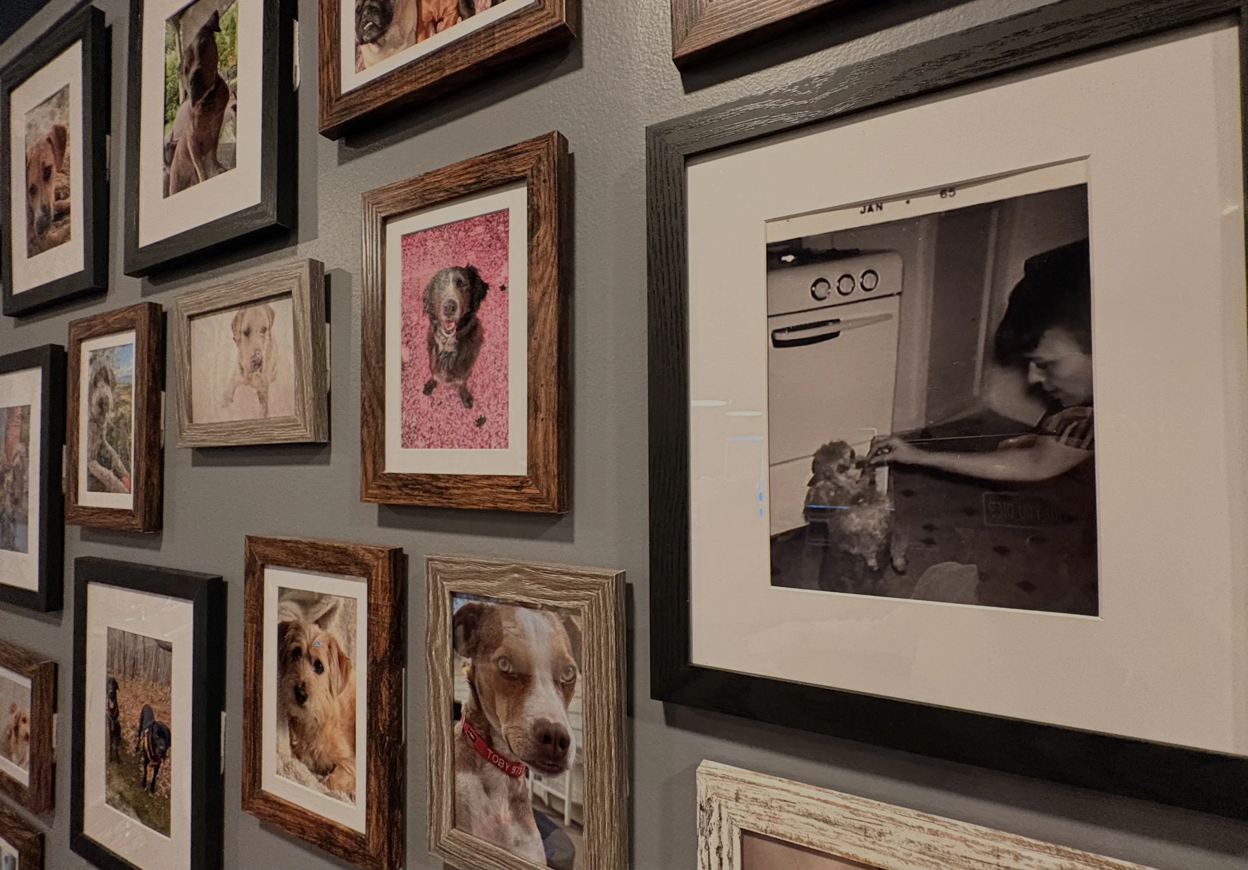 dog_wall.jpeg