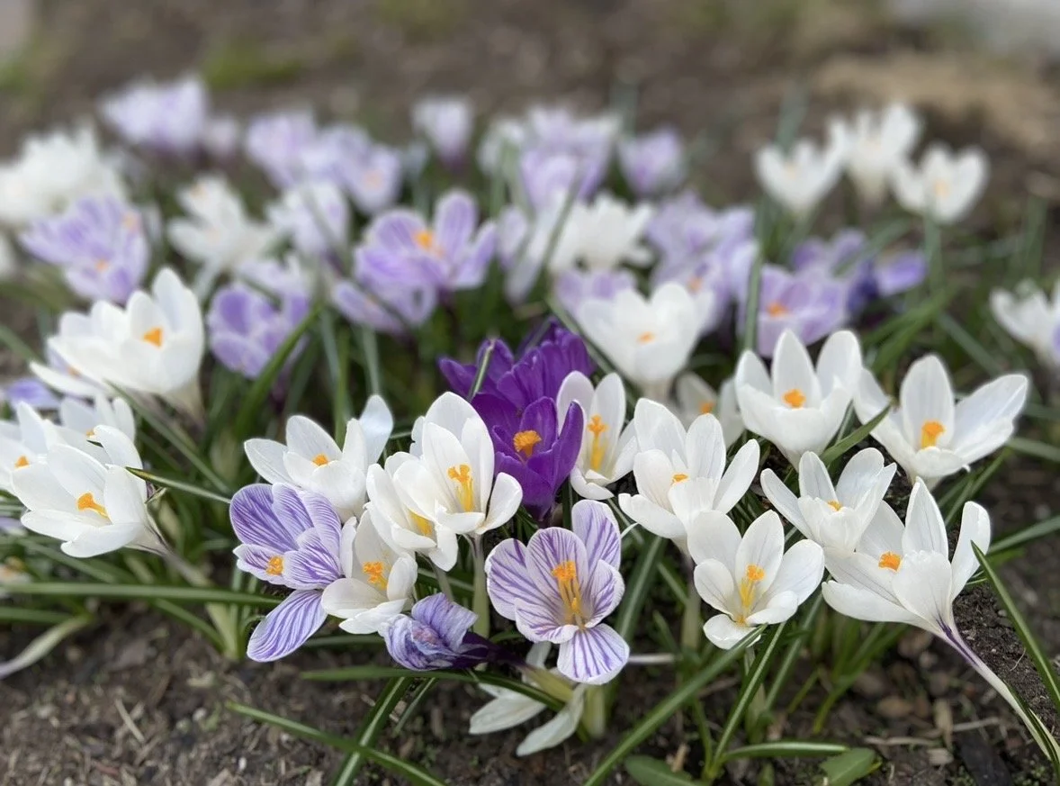 Close-up of blooming crocus flowers in white, purple, and violet colors with orange centers on a garden bed.