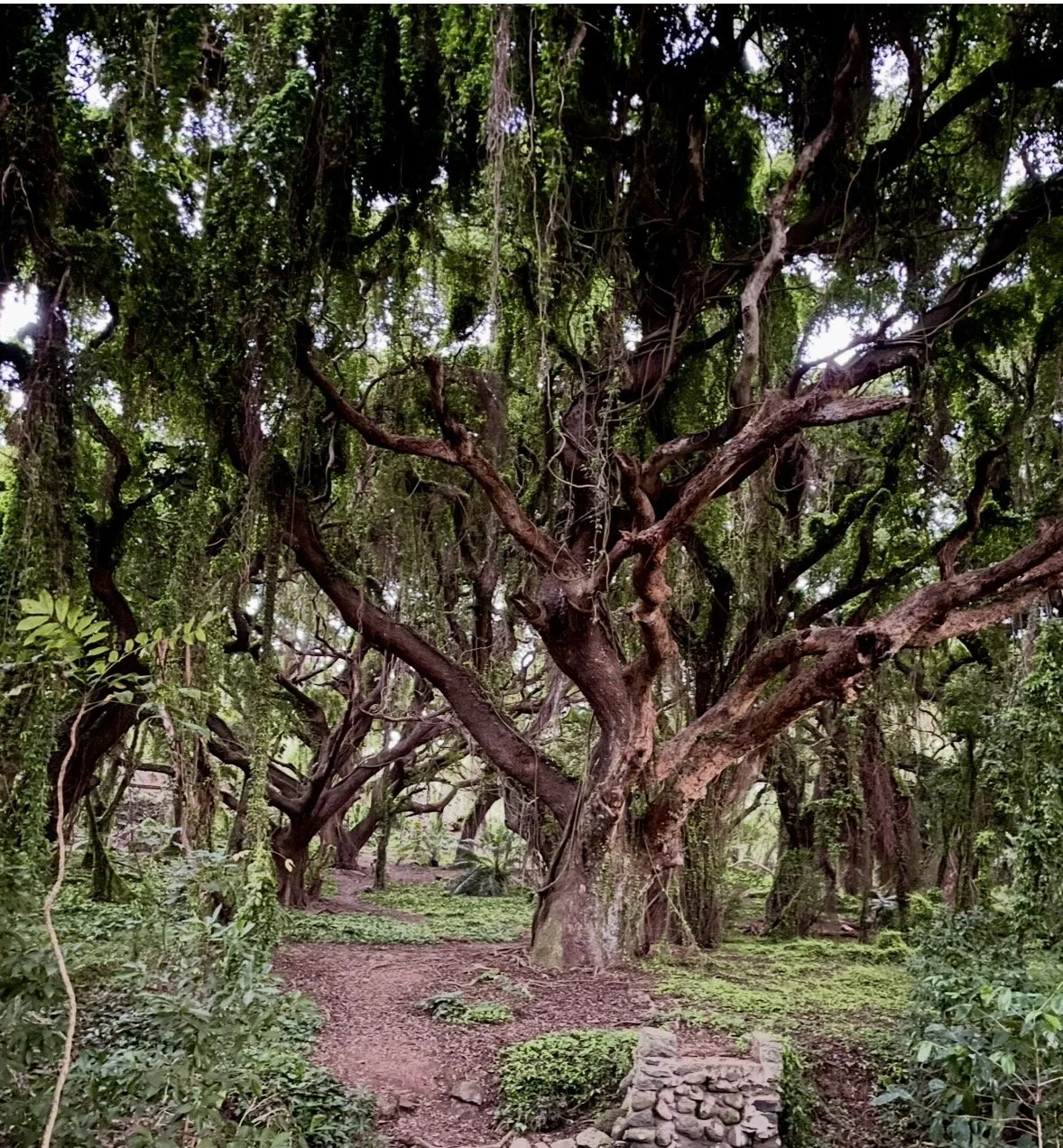 A large, twisted tree in a lush green forest with a dirt path and small stone wall at its base.