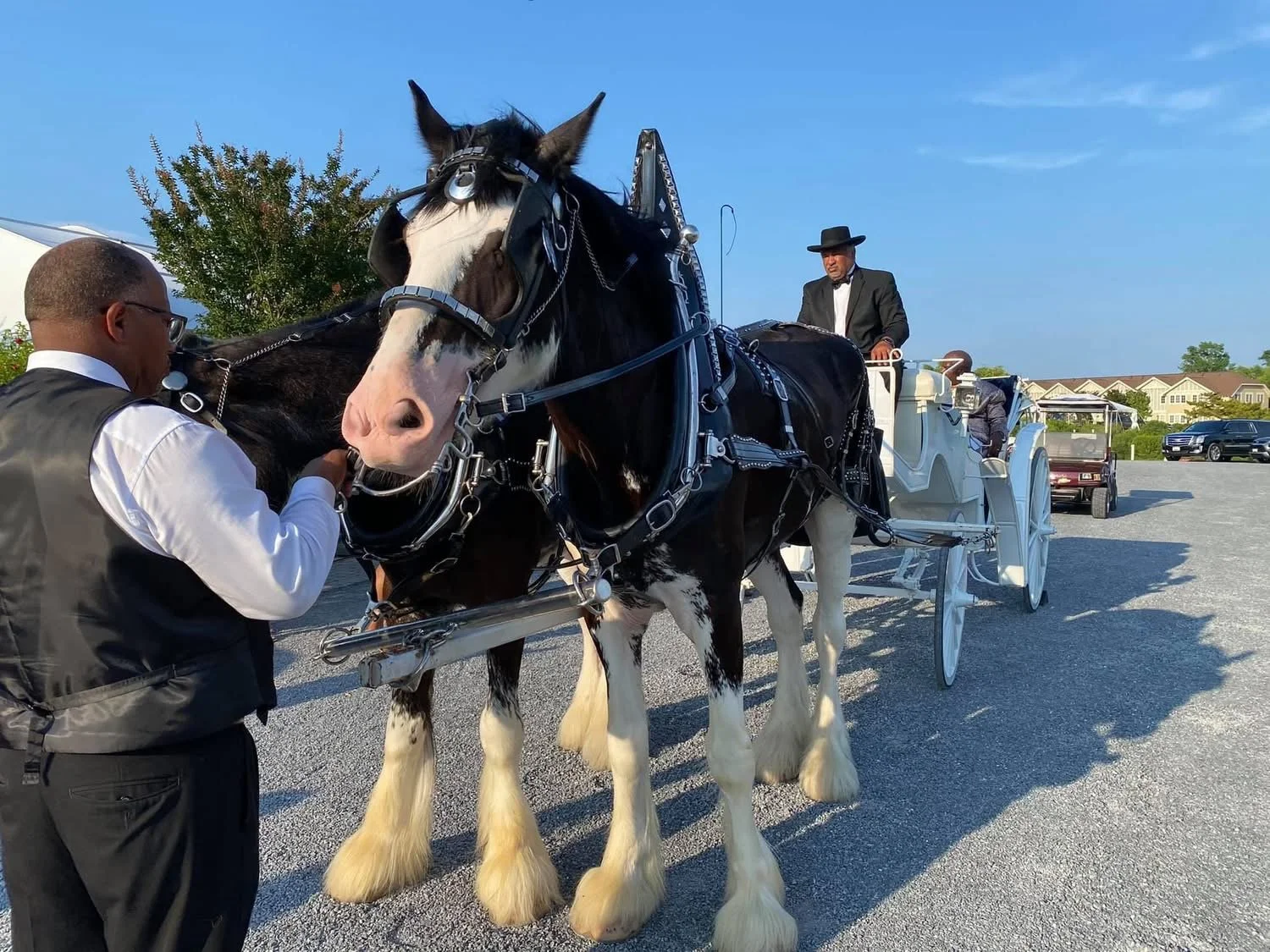 A man in a black suit and hat riding a white carriage pulled by a black and white Clydesdale horse, with another man in a vest adjusting the horse's harness, in a parking lot under a clear blue sky.