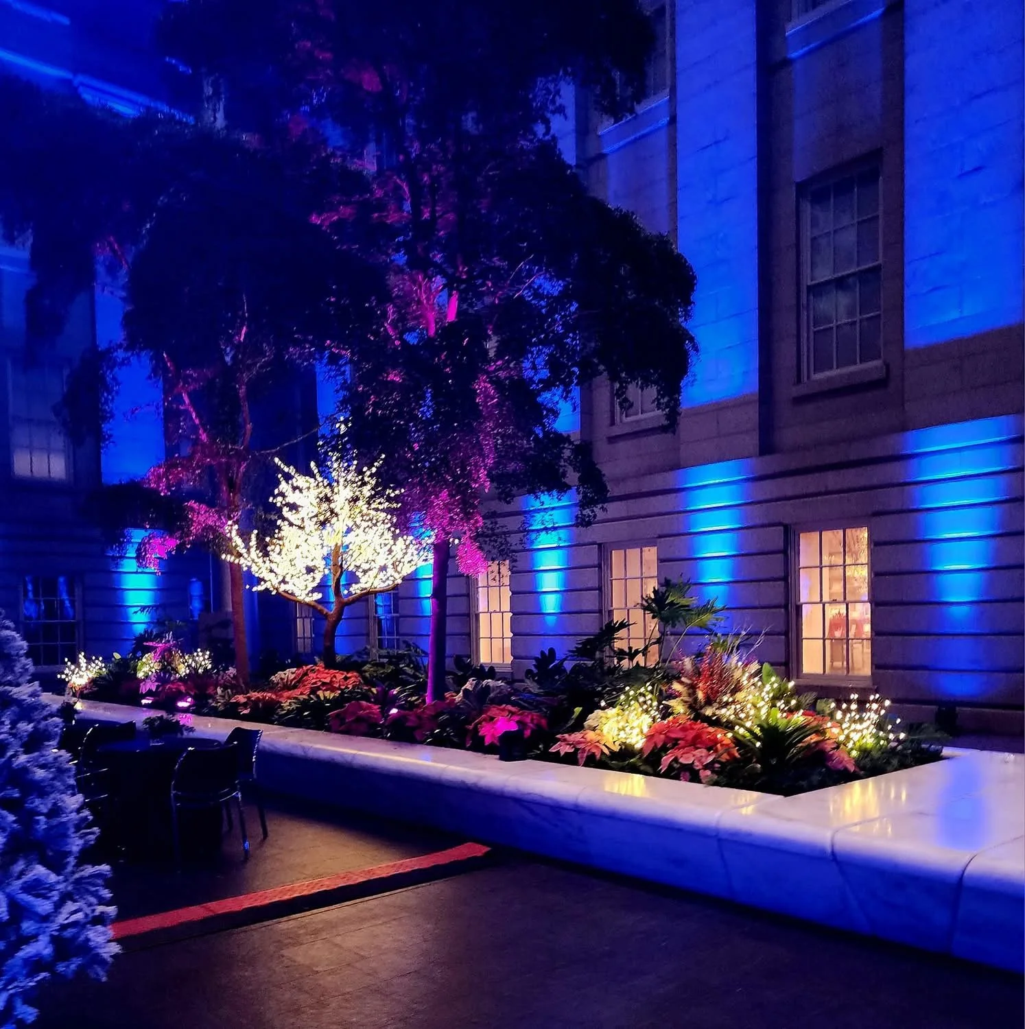 A garden with colorful poinsettias illuminated by string lights, situated against a building with blue-lit walls and lit windows at night.