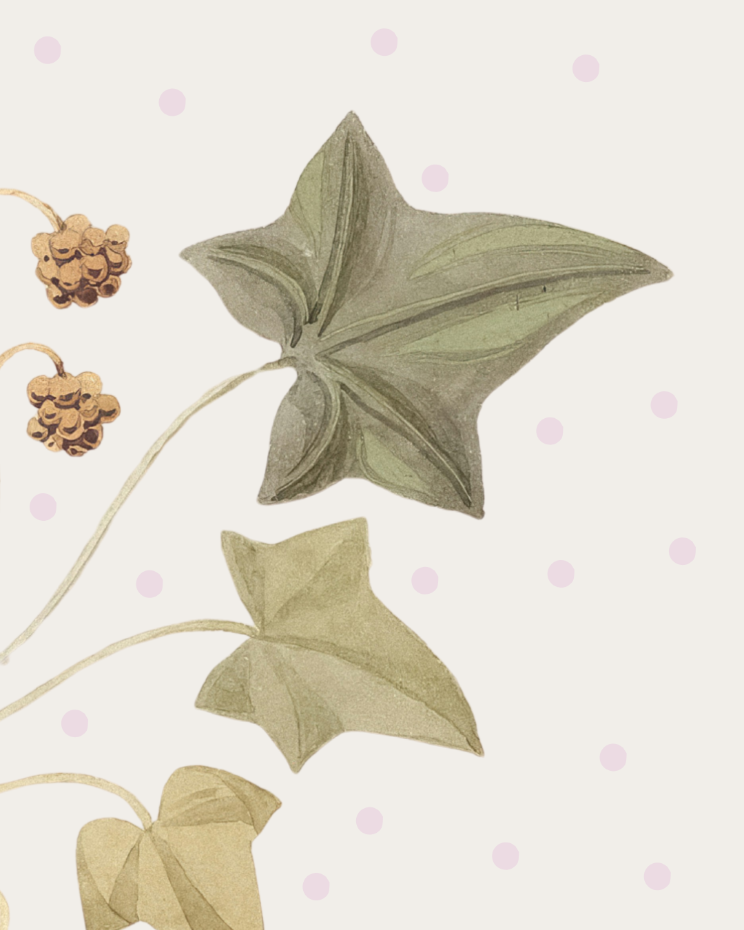 Illustration of ivy leaves and seed pods with a polka dot background.