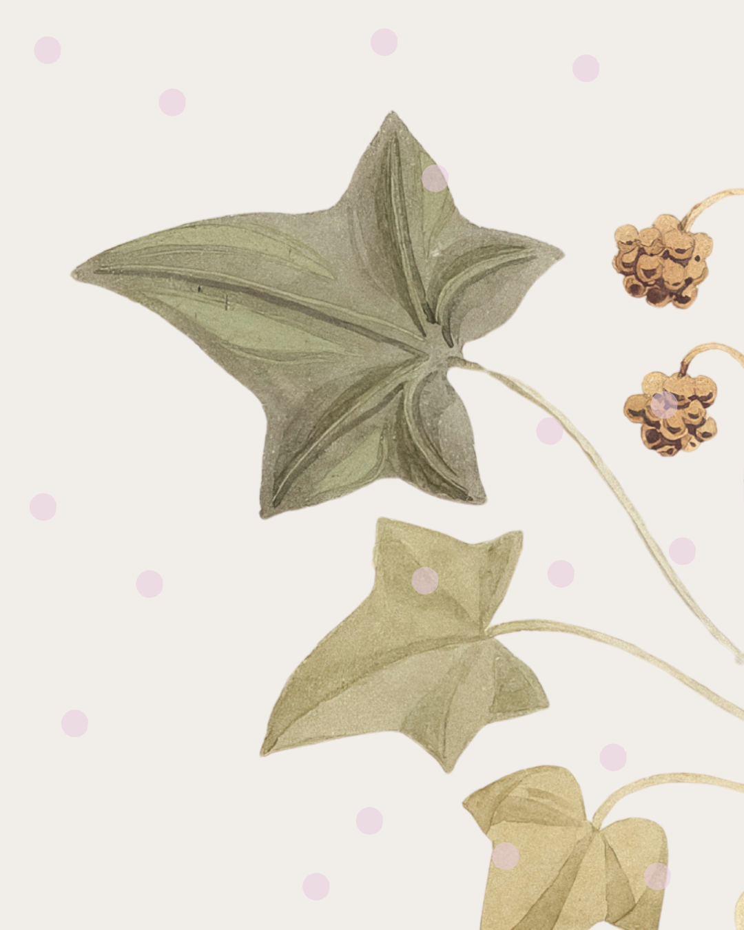 Illustration of green and beige ivy leaves with small purple berries and light pink polka dots on a light background.