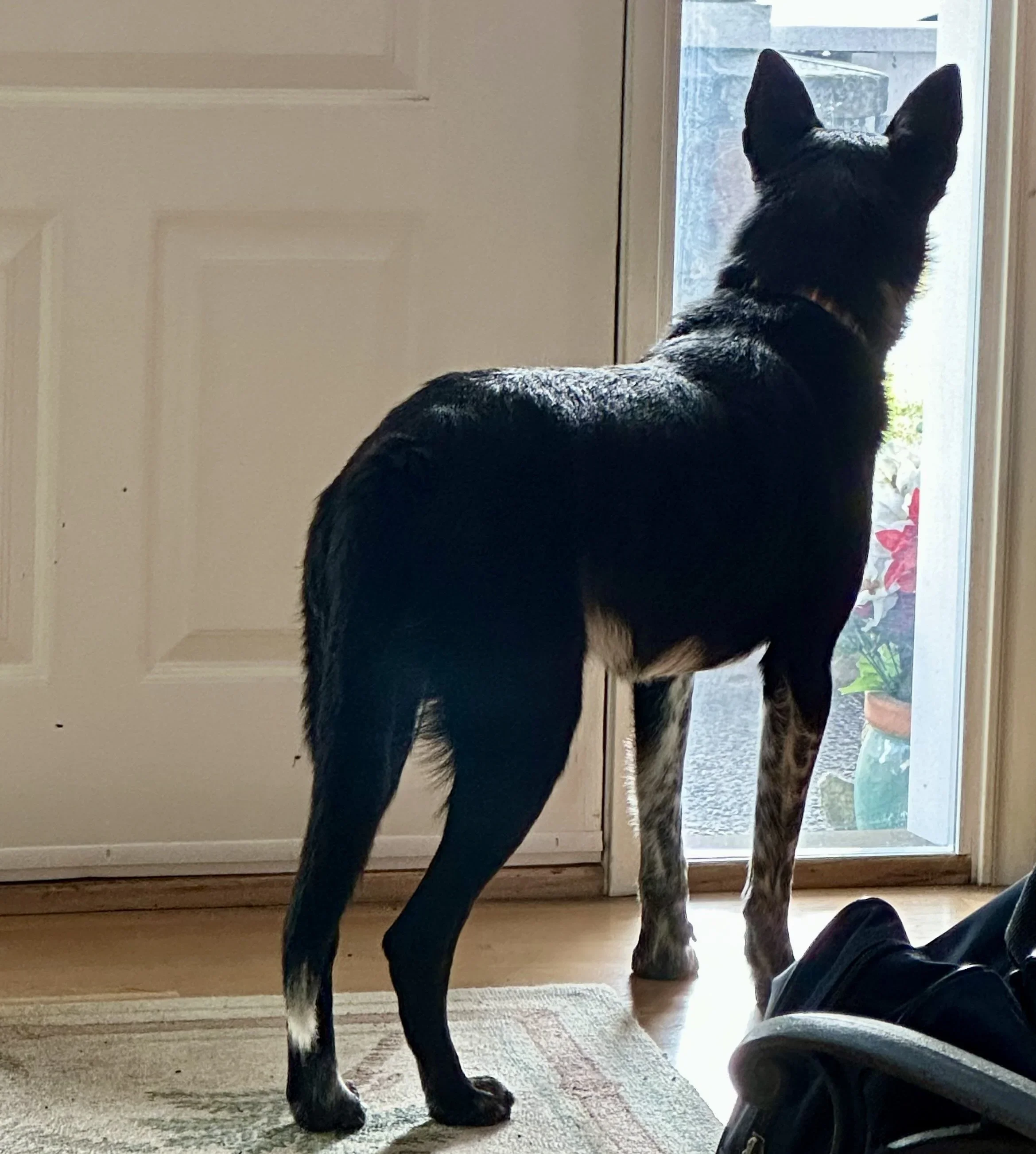 Why Does My Dog Bark When Left Alone?