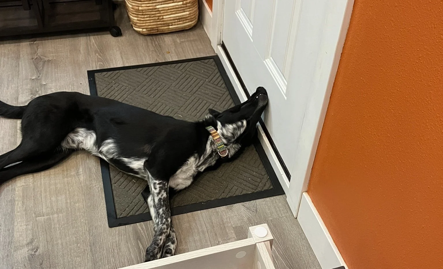 Does My Dog Have Separation Anxiety?